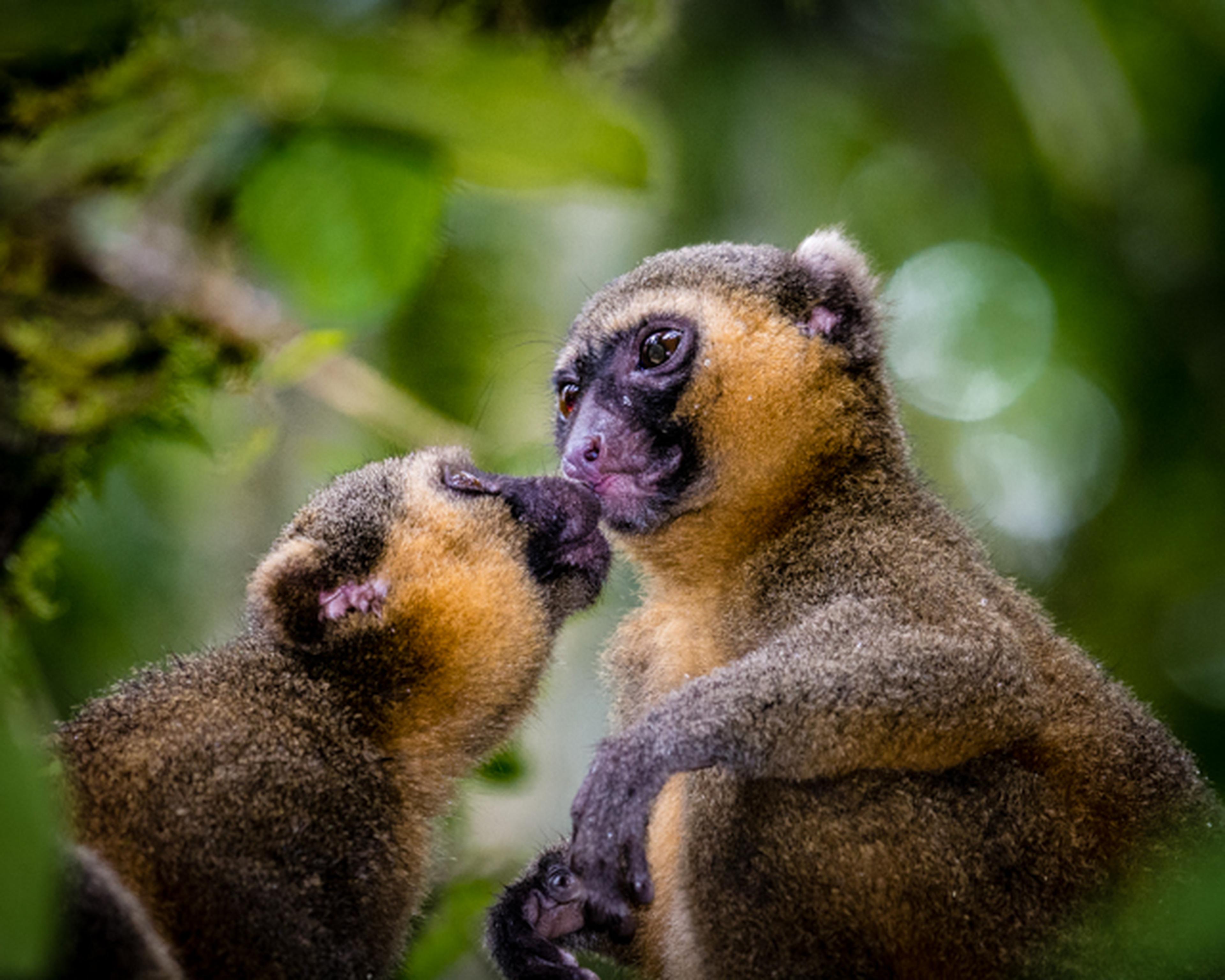 Een foto van twee maki's gemaakt in Madagaskar, hier draagt de Nederlandse Vereniging van Dierentuinen bij aan een natuurherstelproject, waaronder Beekse Bergen.