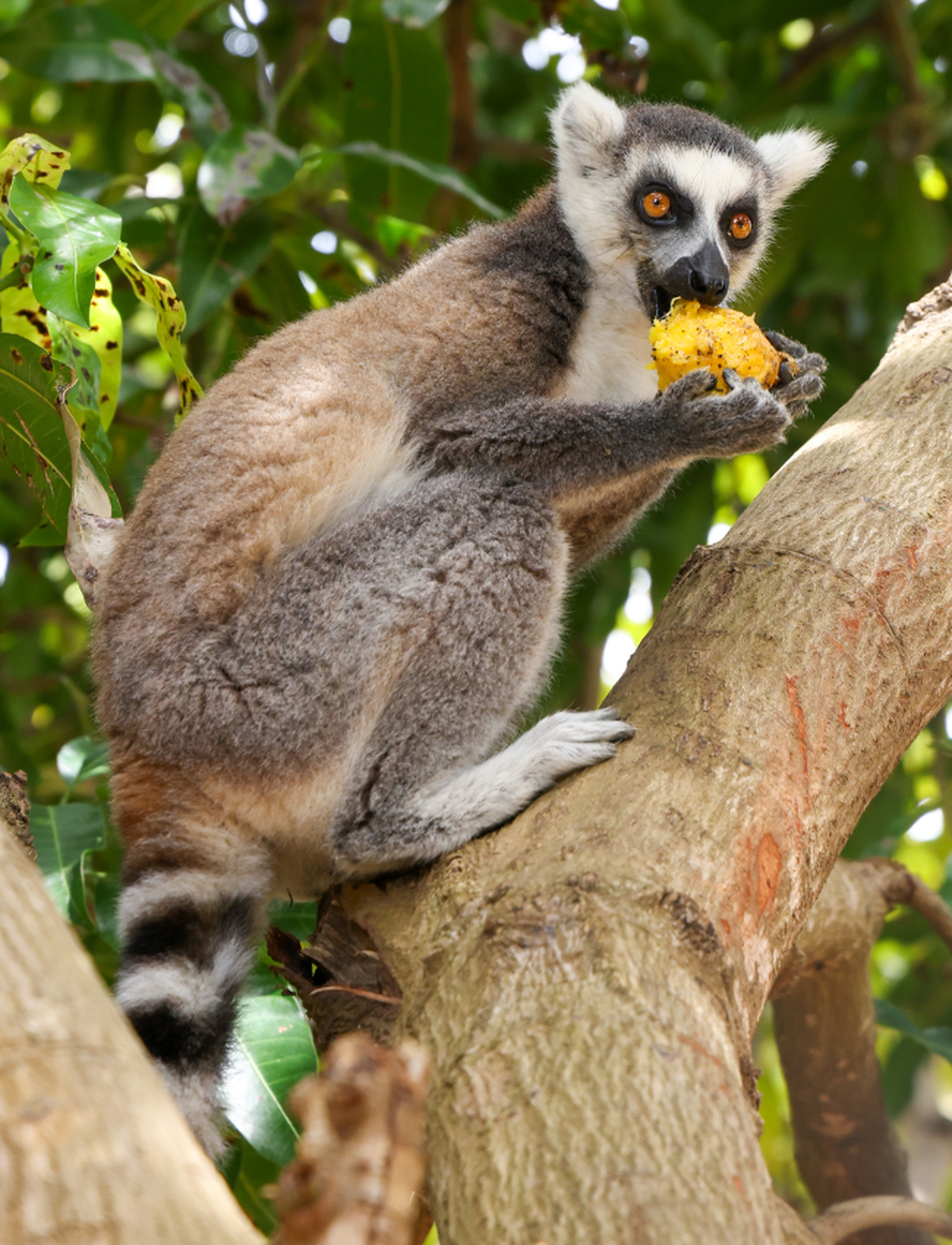 Een ringstaartmaki in een boom in Madagaskar. Hier werken we aan een natuurherstelproject samen met andere parken aangesloten bij de NVD, waaronderAquaZoo Leeuwarden.