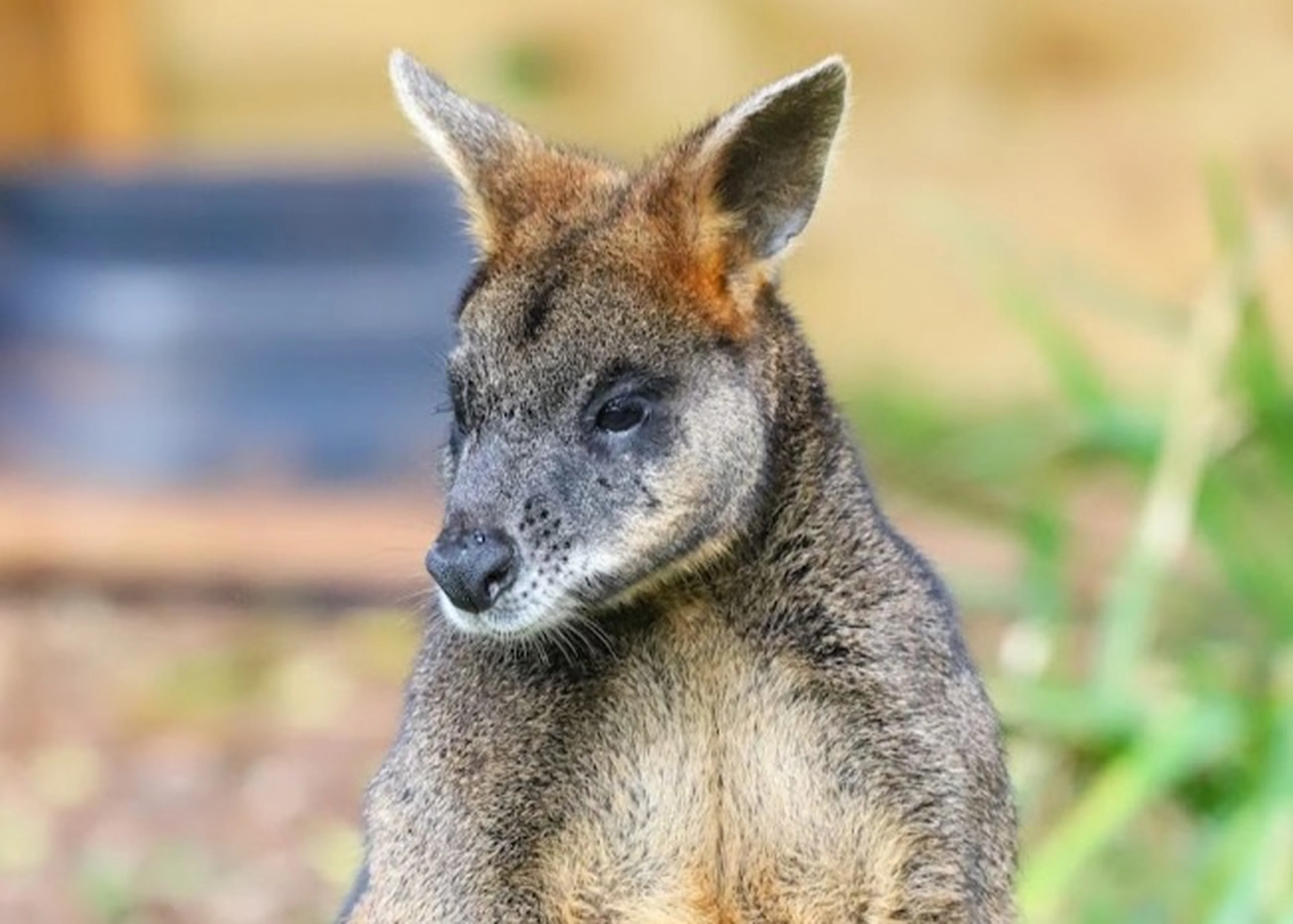 A close-up of a wallaby with a soft gray and brown fur, standing in front of a blurred outdoor background.