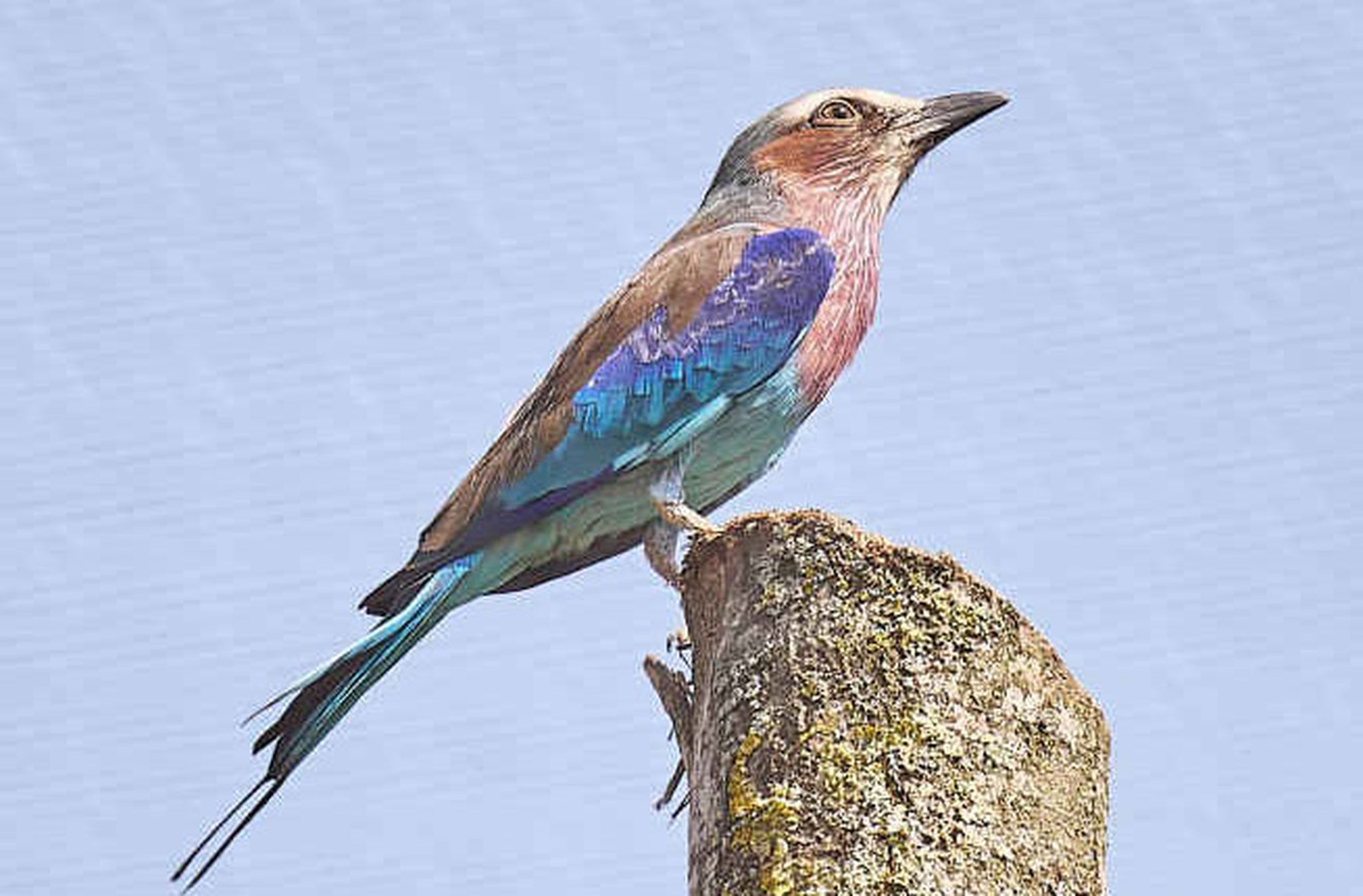 De vorkstaartscharrelaar in ZooParc Overloon