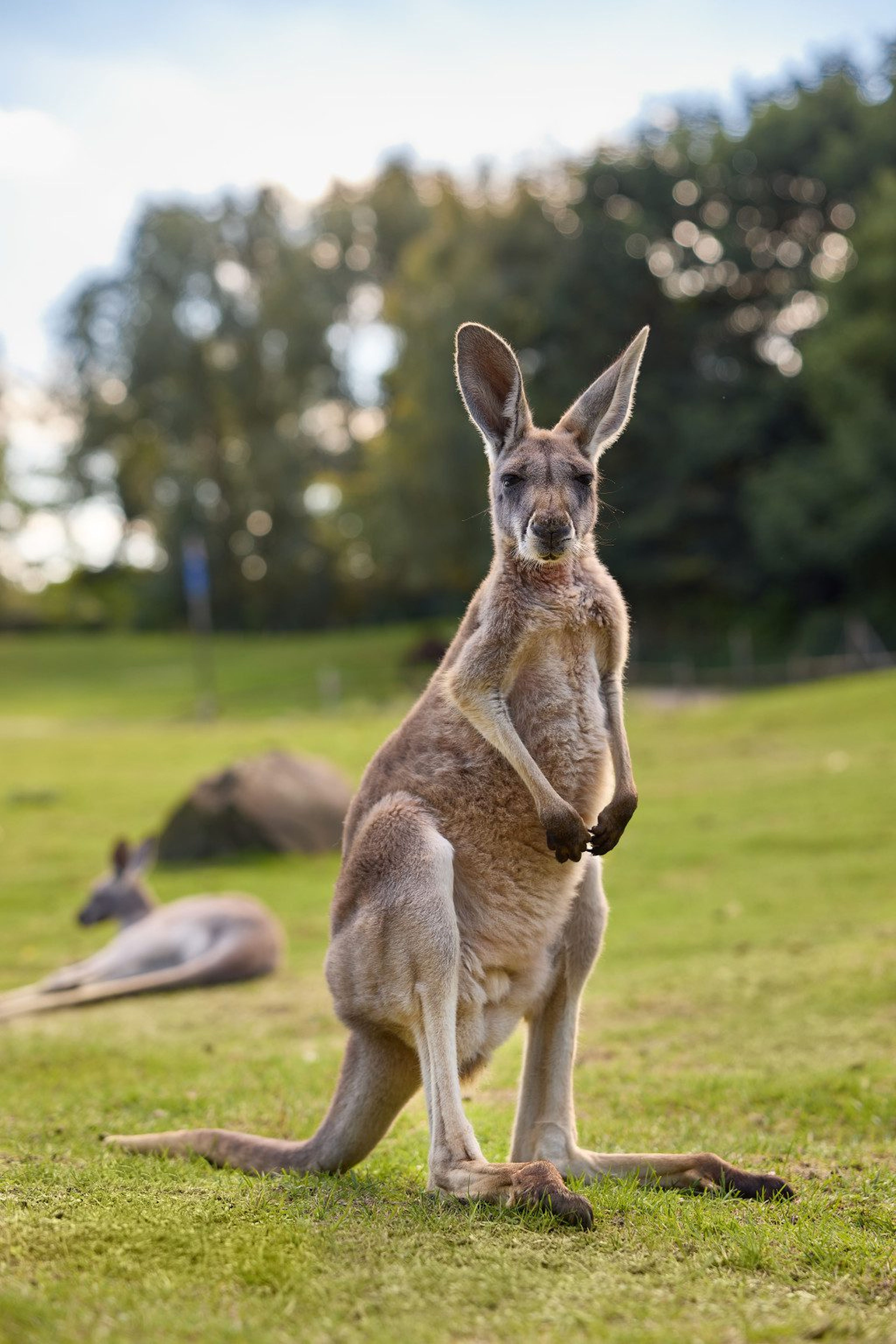 ZooParc zomer kangoeroe outback