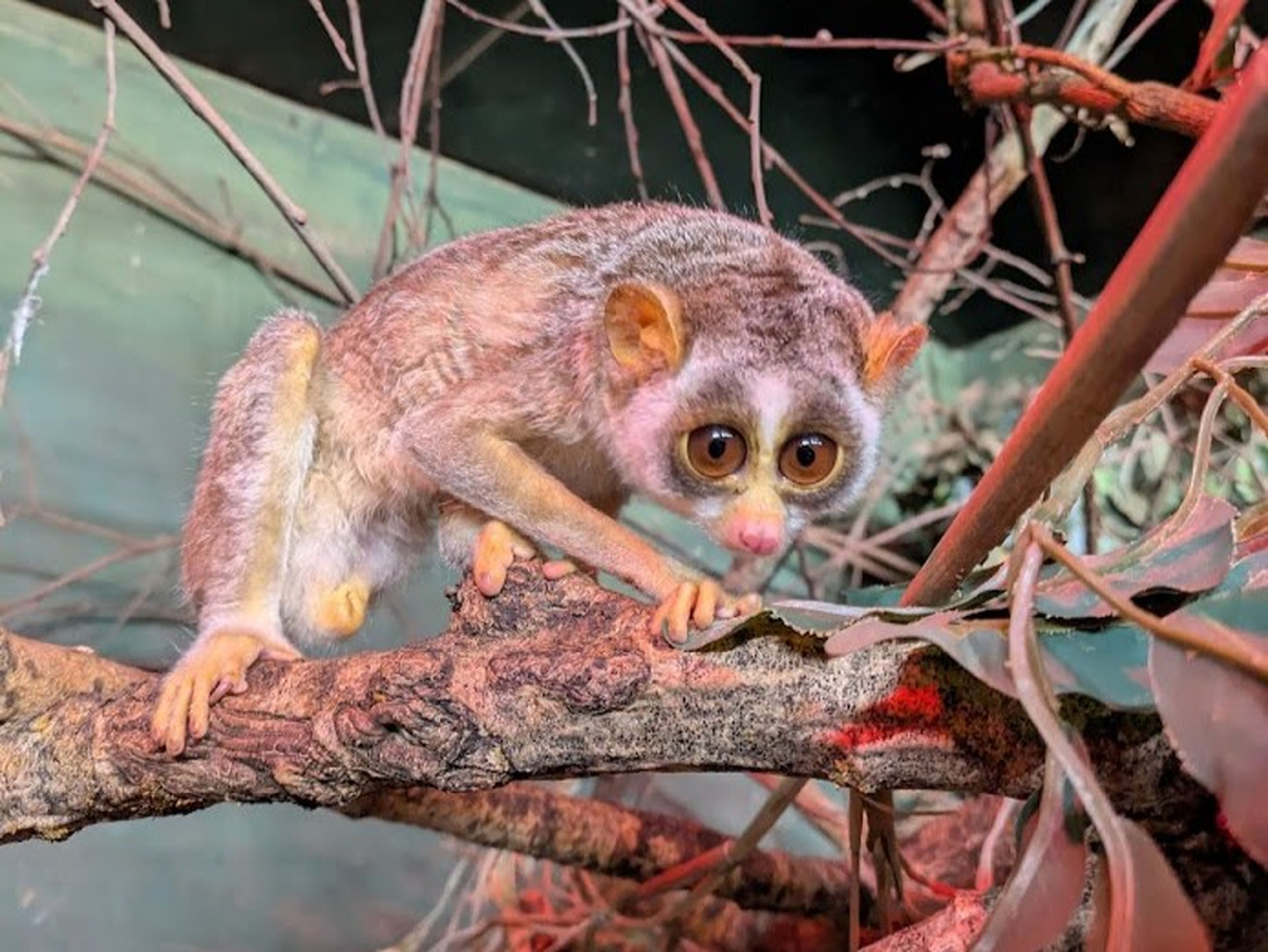 A slender loris with large eyes and a bushy tail clings to a branch surrounded by twigs and leaves.