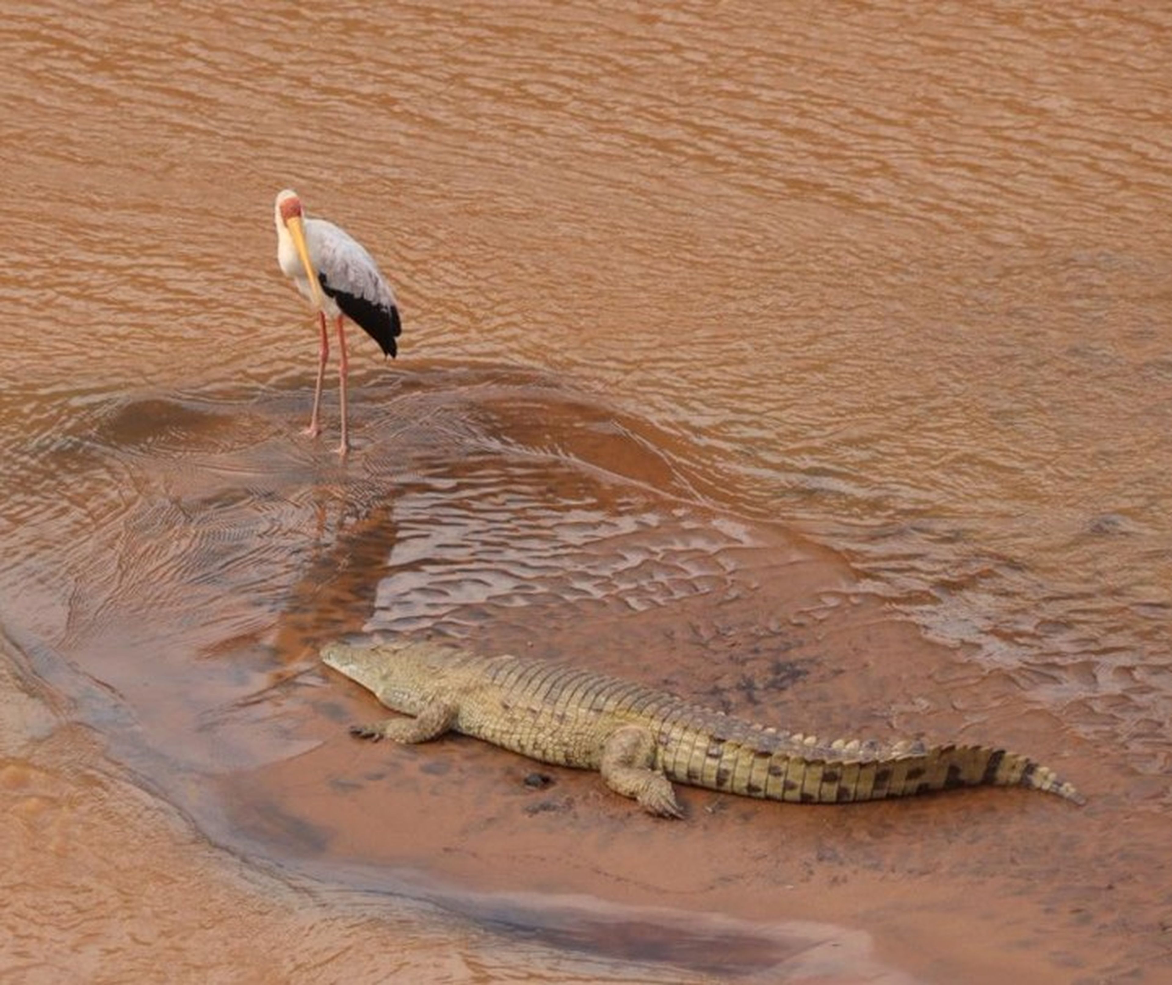 Een krokodil en een nimmerzat in de rivier bij het restaurant in Kenia.