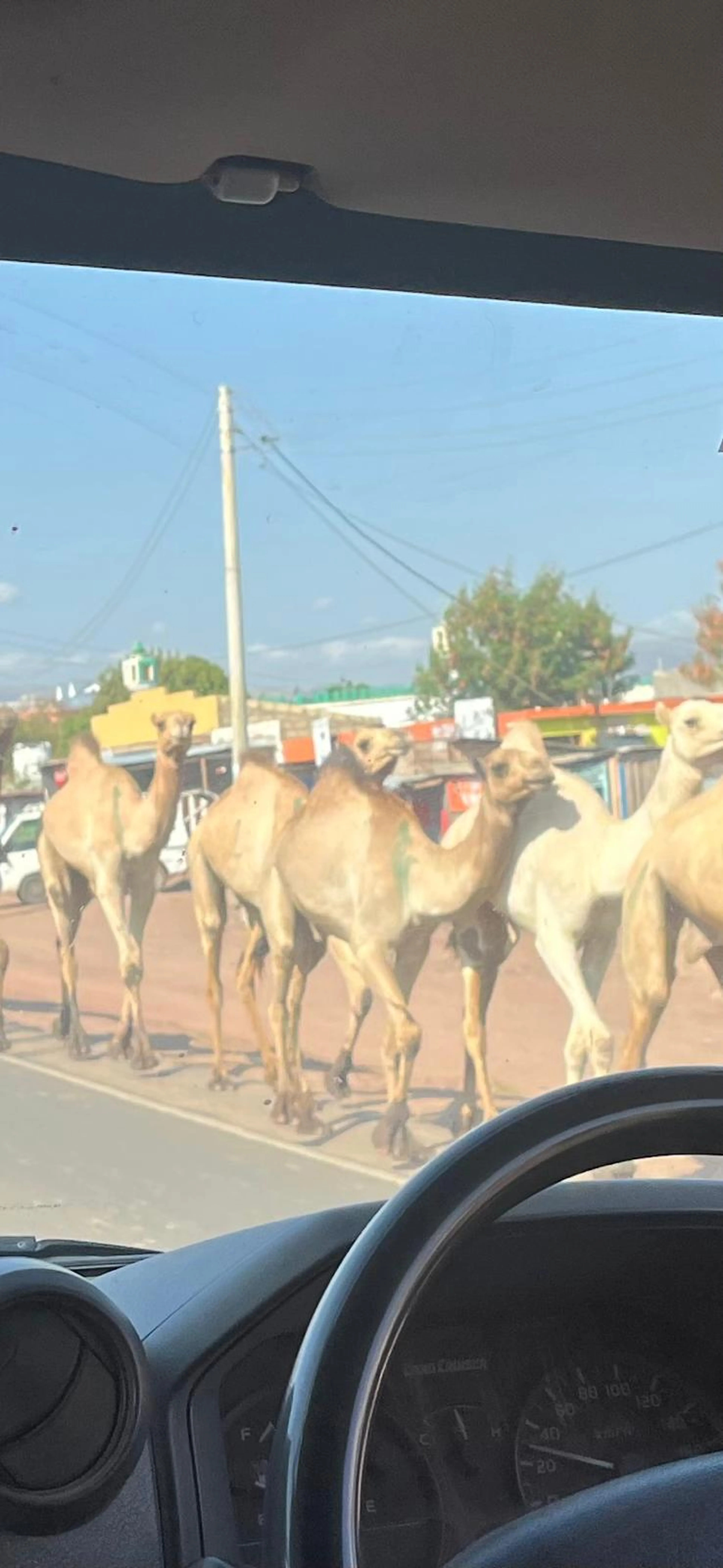 Een groep dromedarissen loopt langs de weg in Kenia.