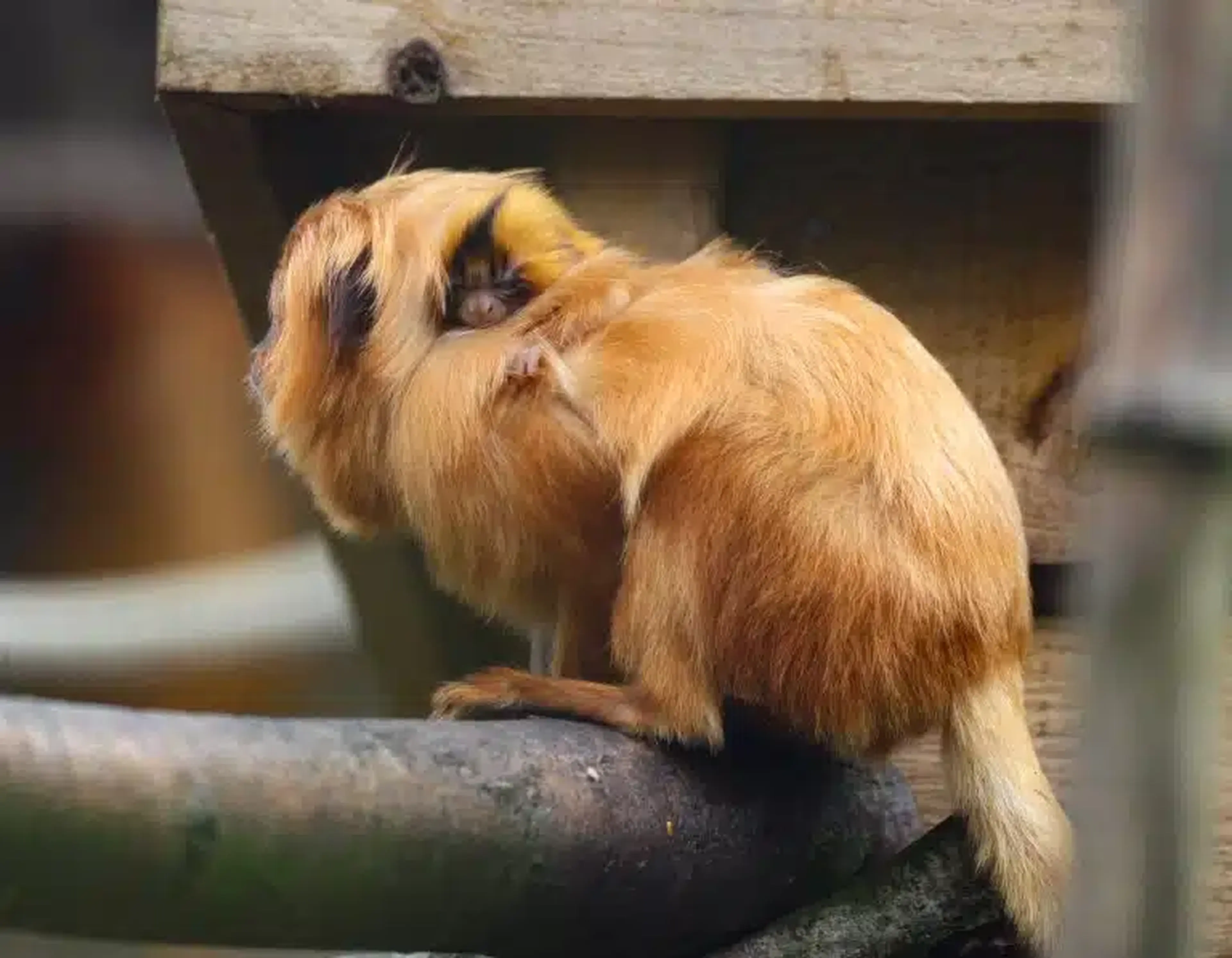A tiny baby golden lion tamarin clings to its mothers back at Newquay Zoo