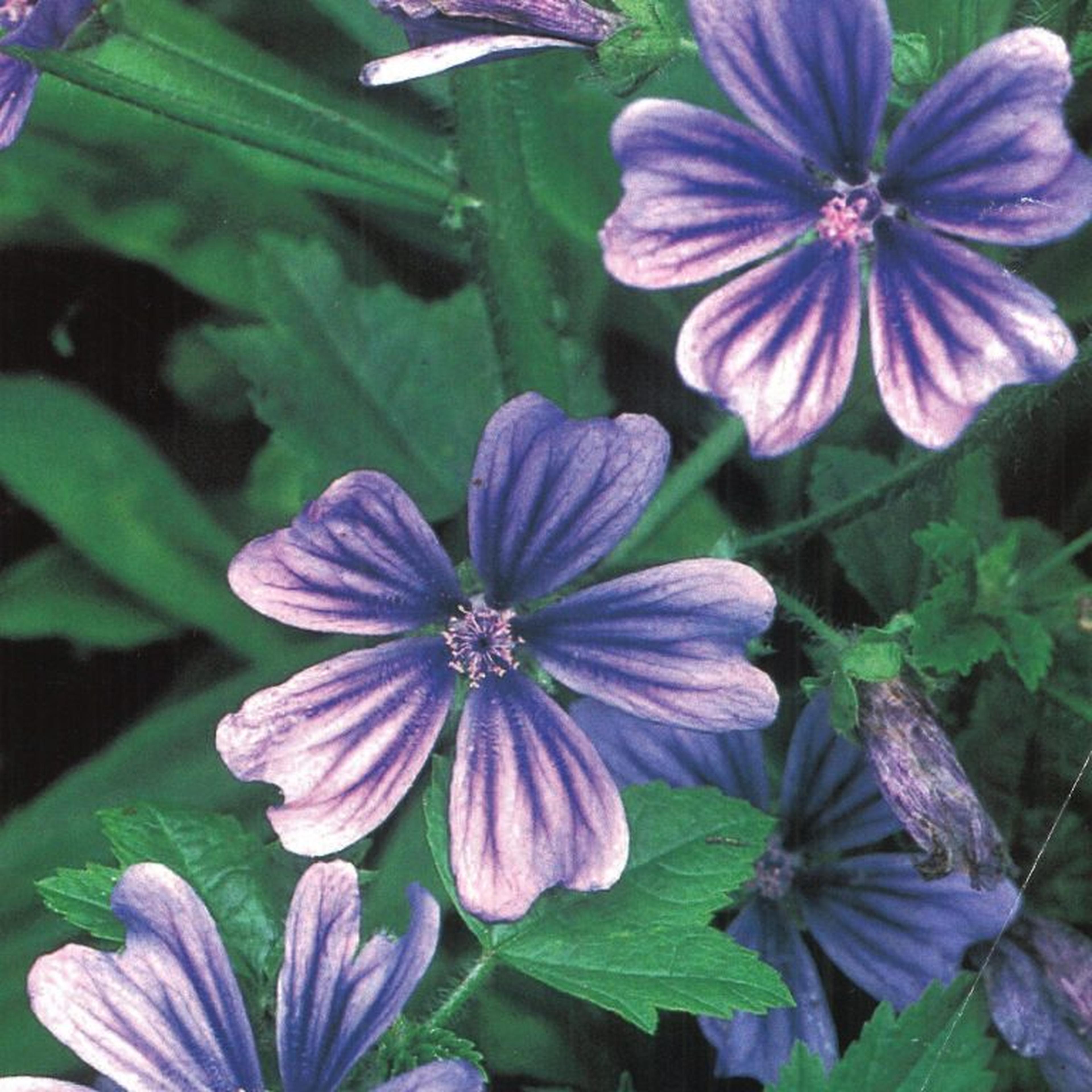 Species of blue mallow cultivated by zoo founder Herbert Whitley named Malva sylvestris or 'Primley Blue'