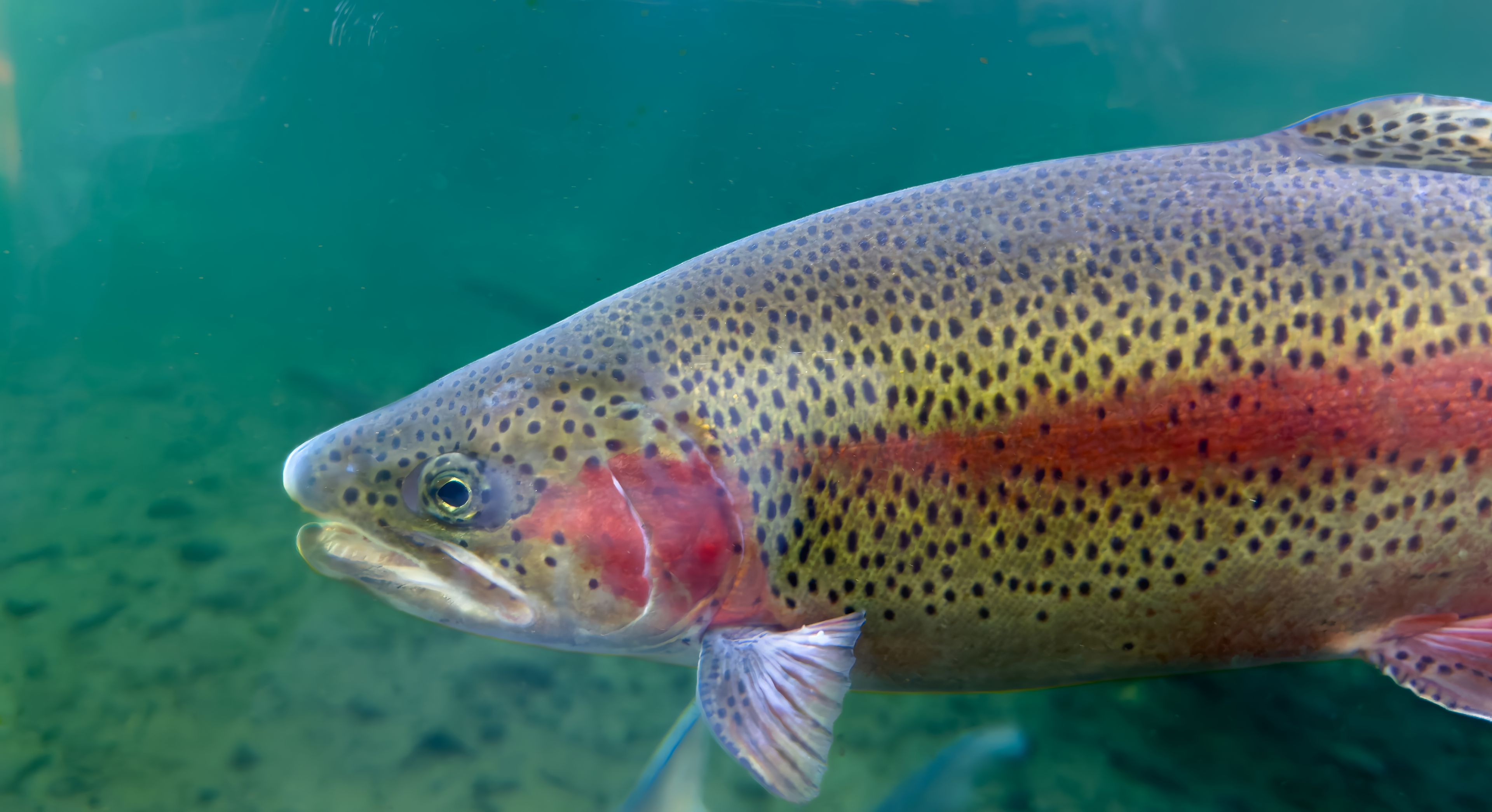 Regenboogforel in water AquaZoo Leeuwarden