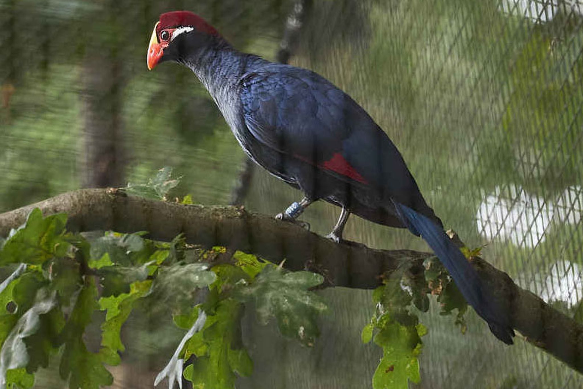 De violet toerako in ZooParc Overloon