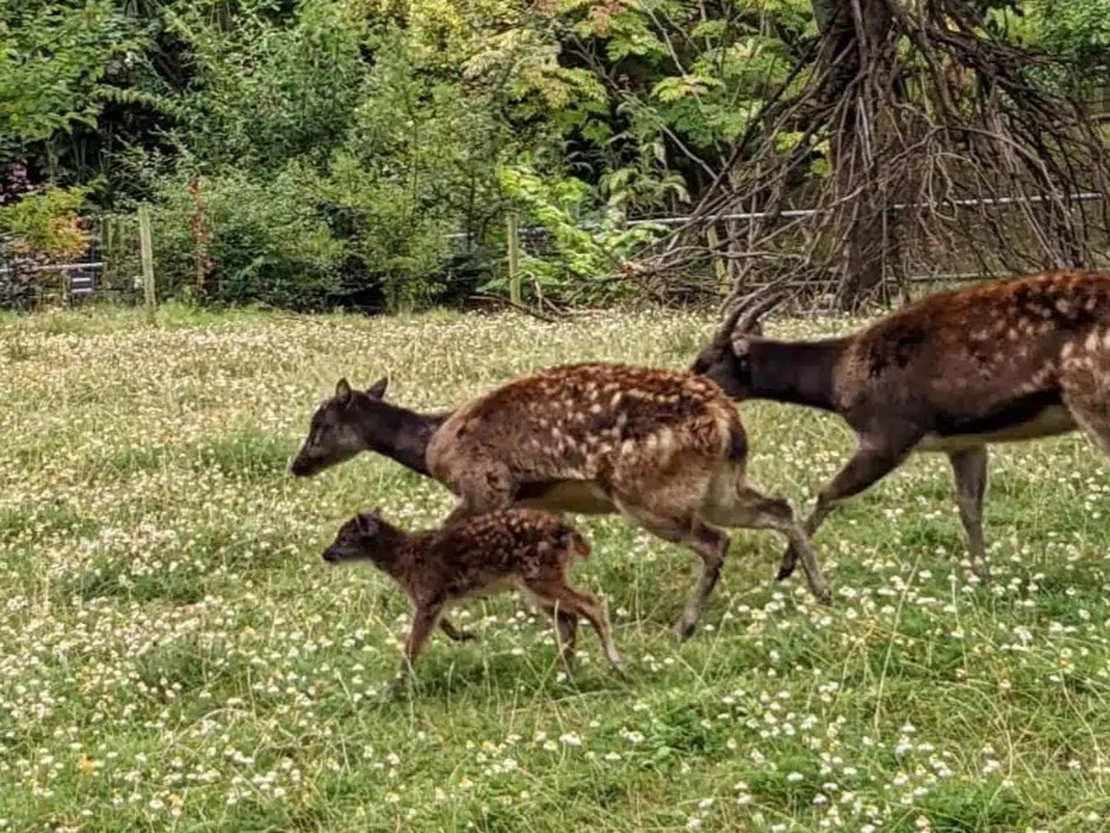 A Philippine spotted deer fawn at Newquay Zoo runs across a wildflower meadow with mother and father nearby
