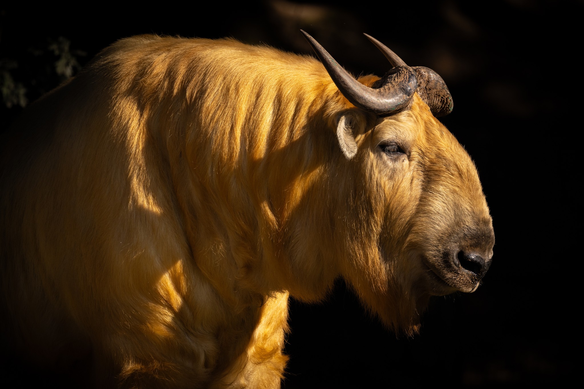 Een gouden takin in Eindhoven Zoo.