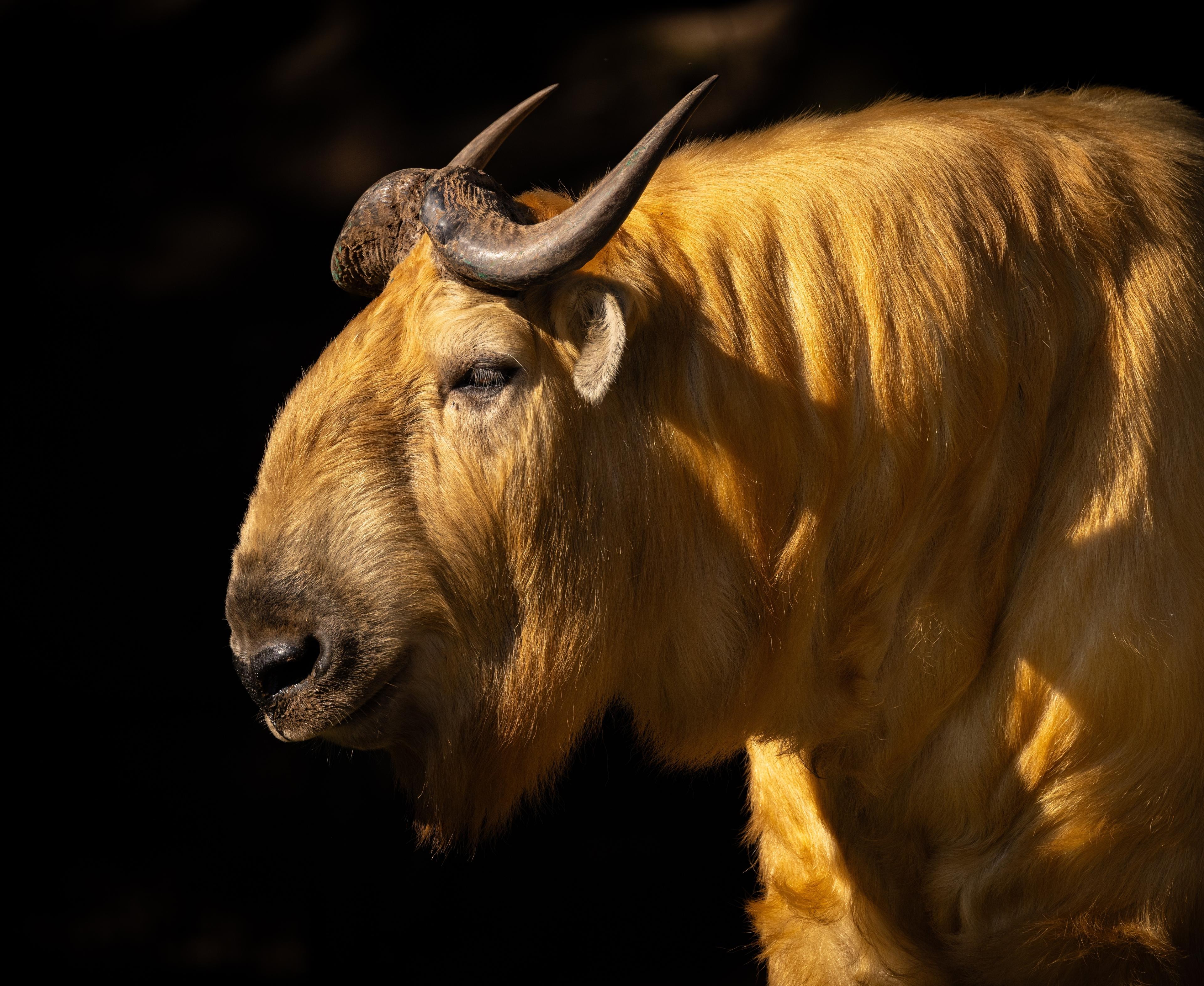 Een gouden takin bij Eindhoven Zoo.