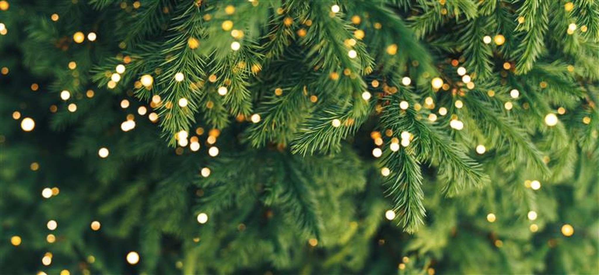 Kerstvakantie verblijf bij Beekse Bergen