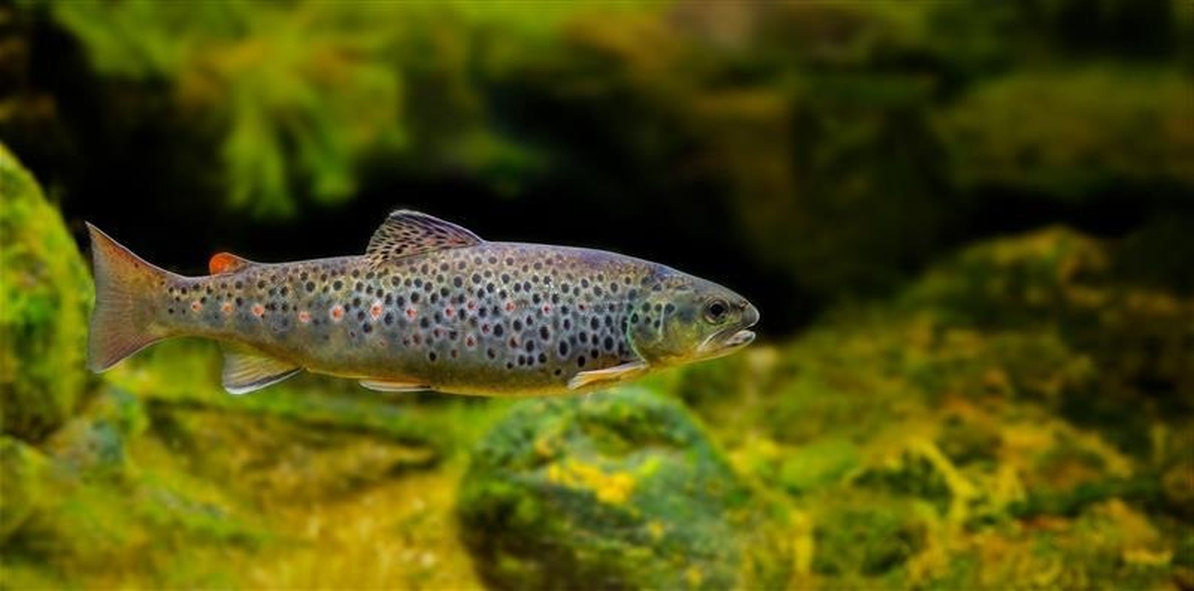 Zeeforel in water AquaZoo Leeuwarden