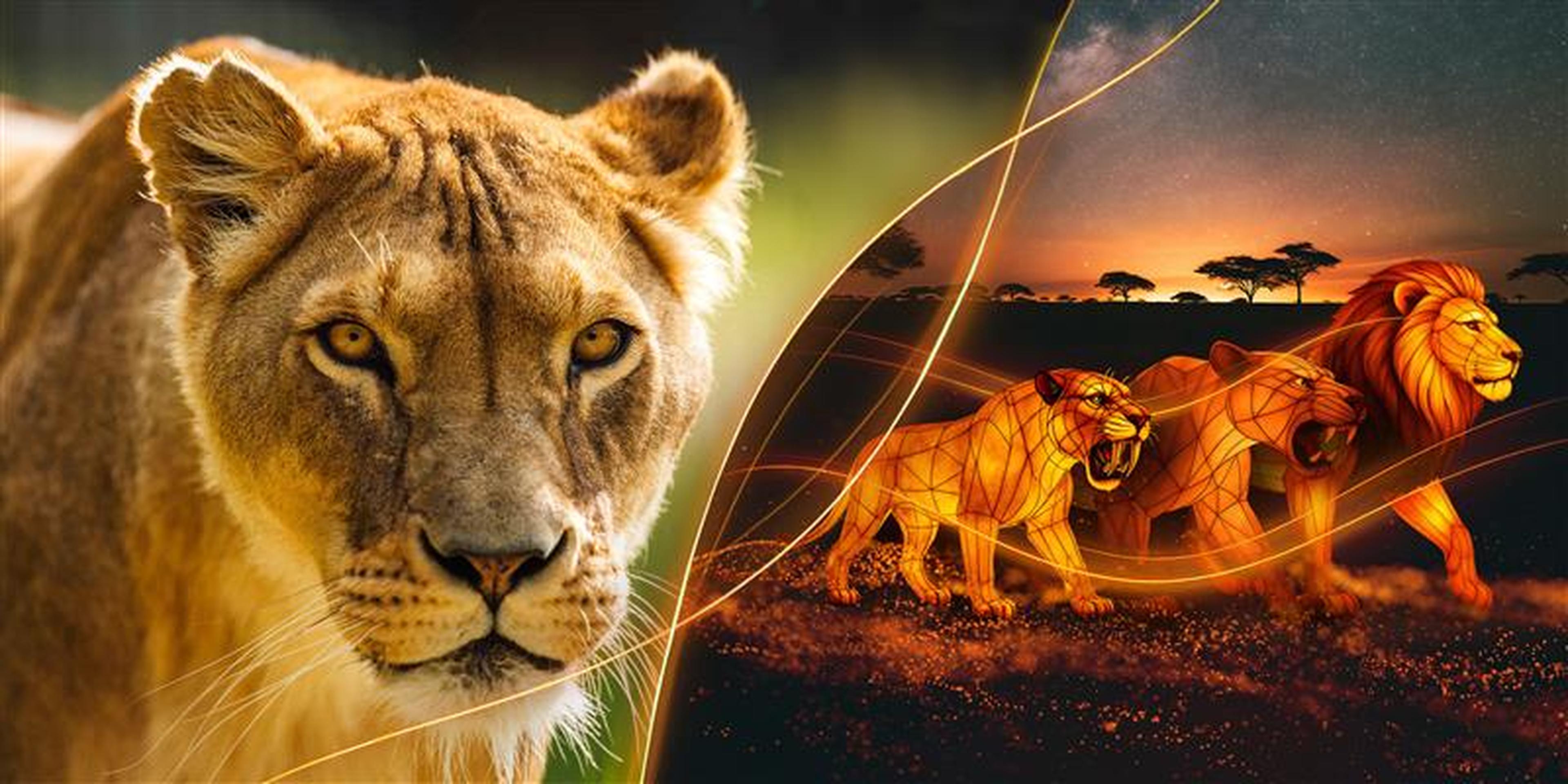 Combiticket Light Safari en Beekse Bergen