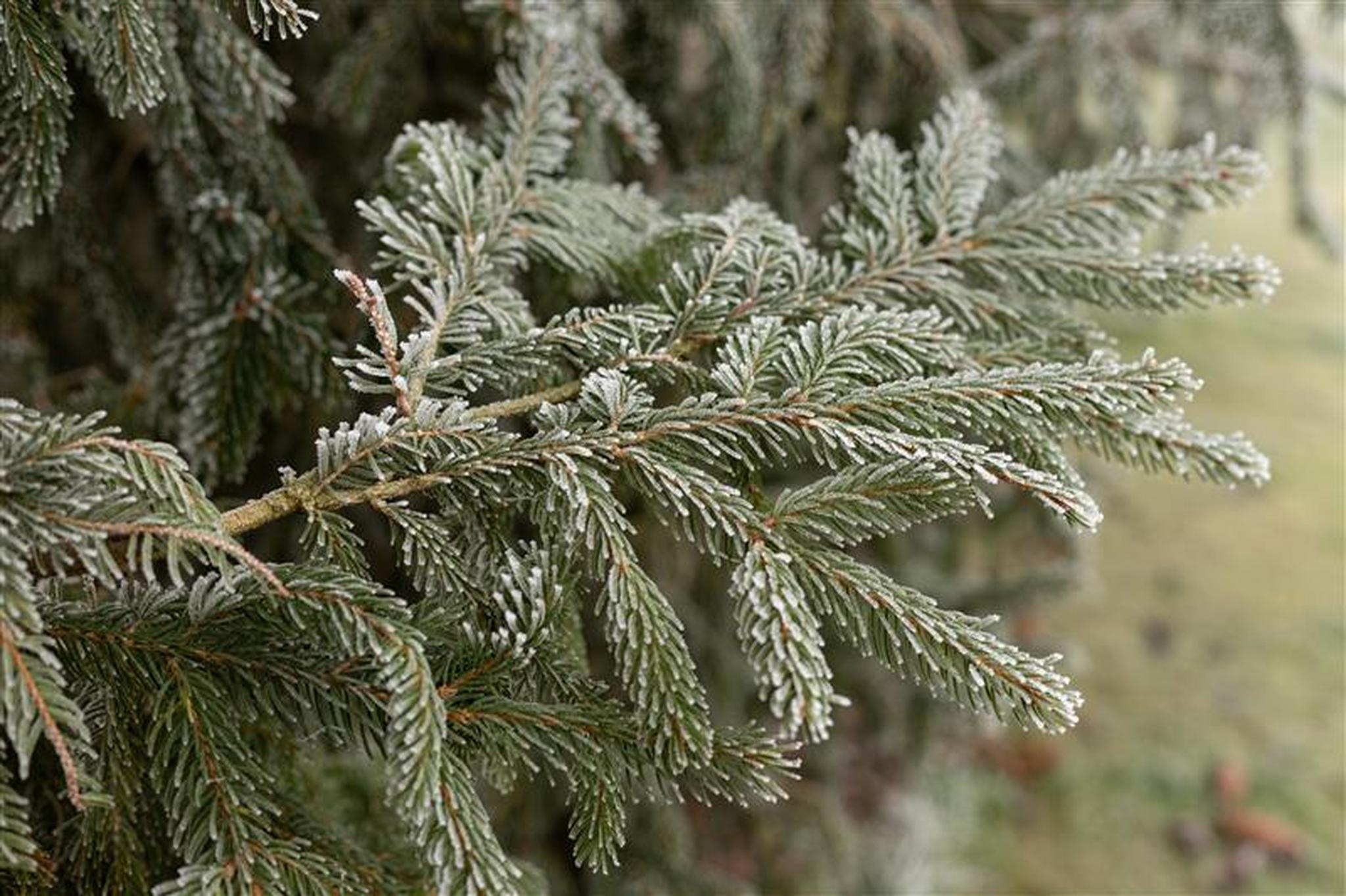 Kerstbomen in de winter in AquaZoo Leeuwarden
