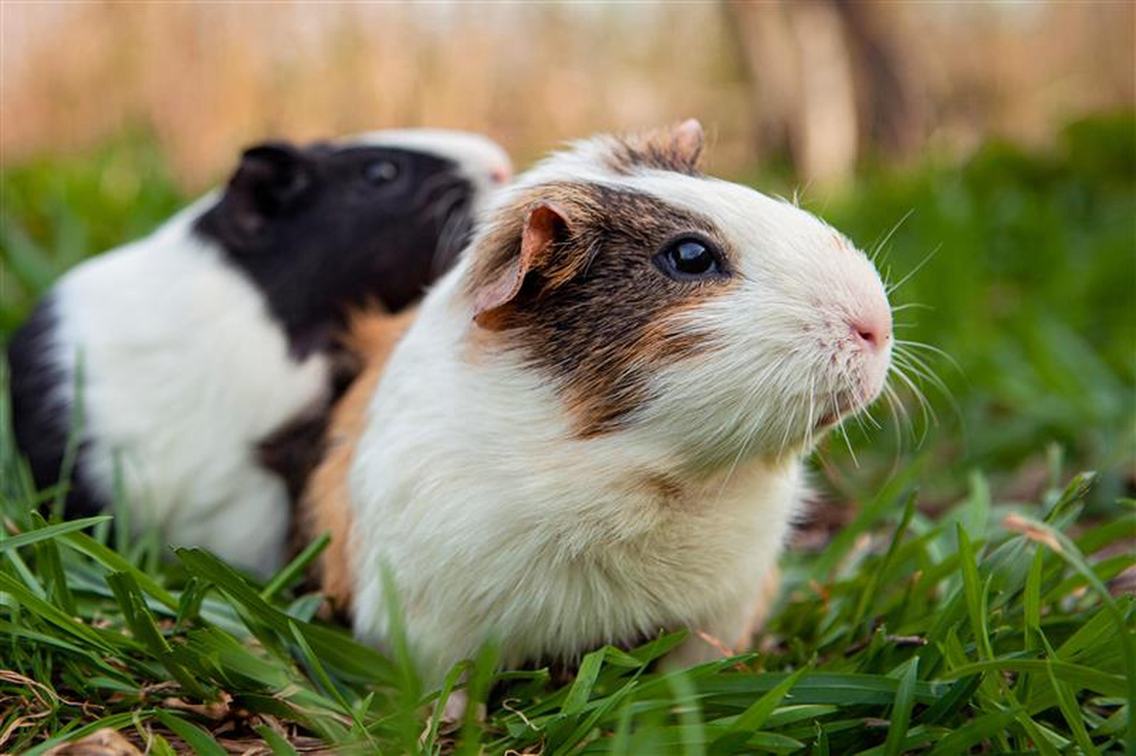 Cavia's bij Vakantiepark Dierenbos.