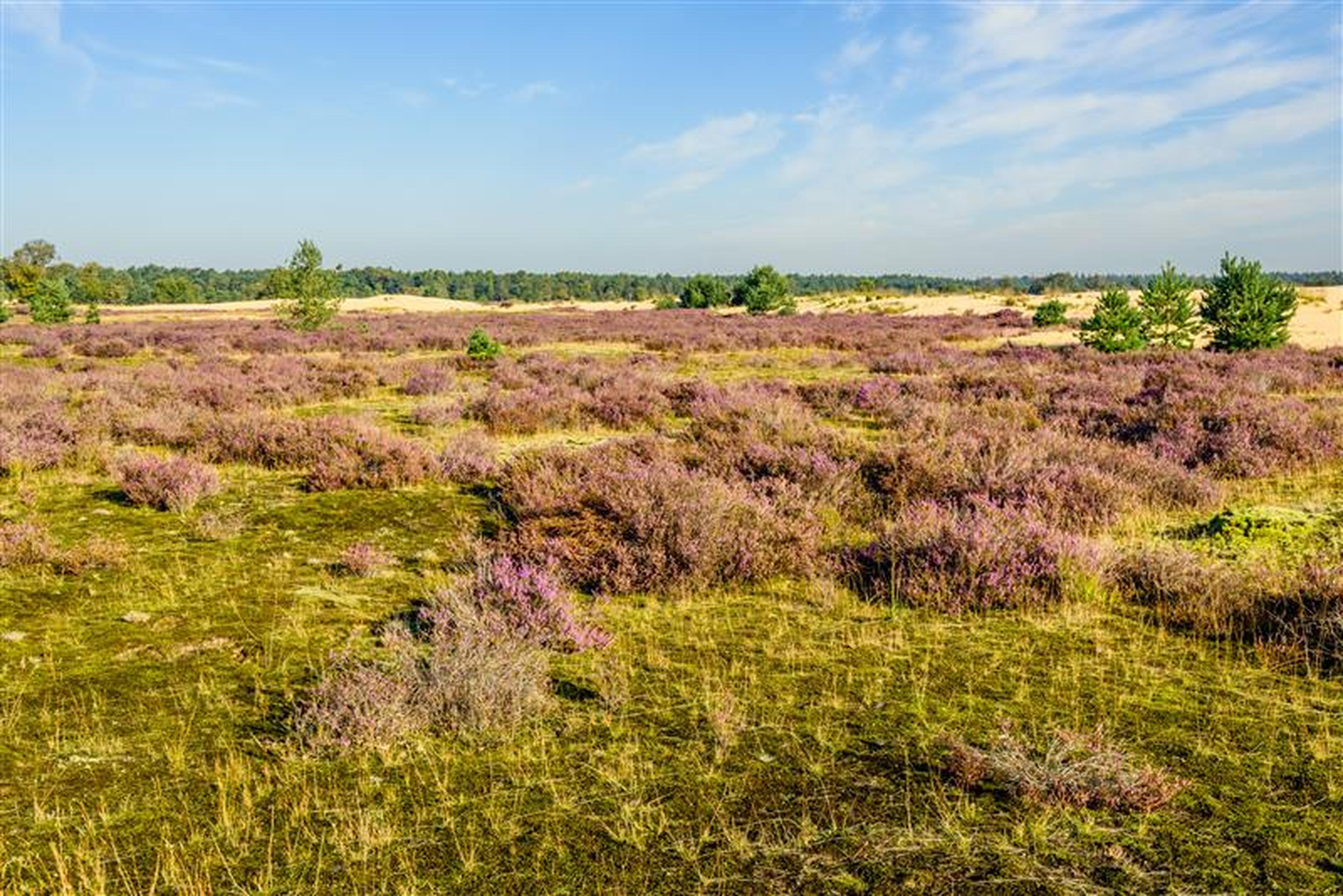 Loonse en Drunense Duinen in de omgeving van Nieuwkuijk Kasteel Steenenburg