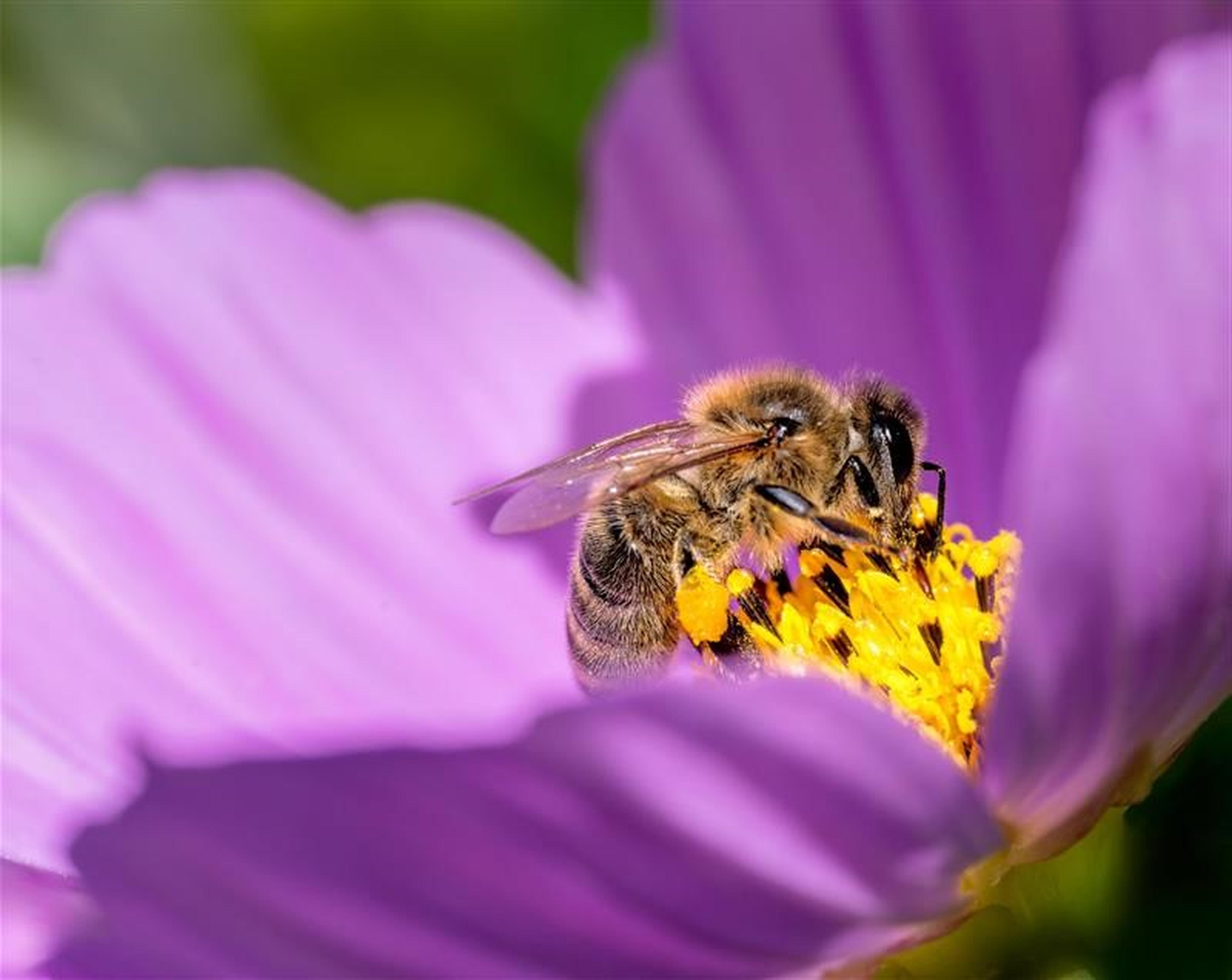 Een wilde bij op een bloem bij ZooParc Overloon.