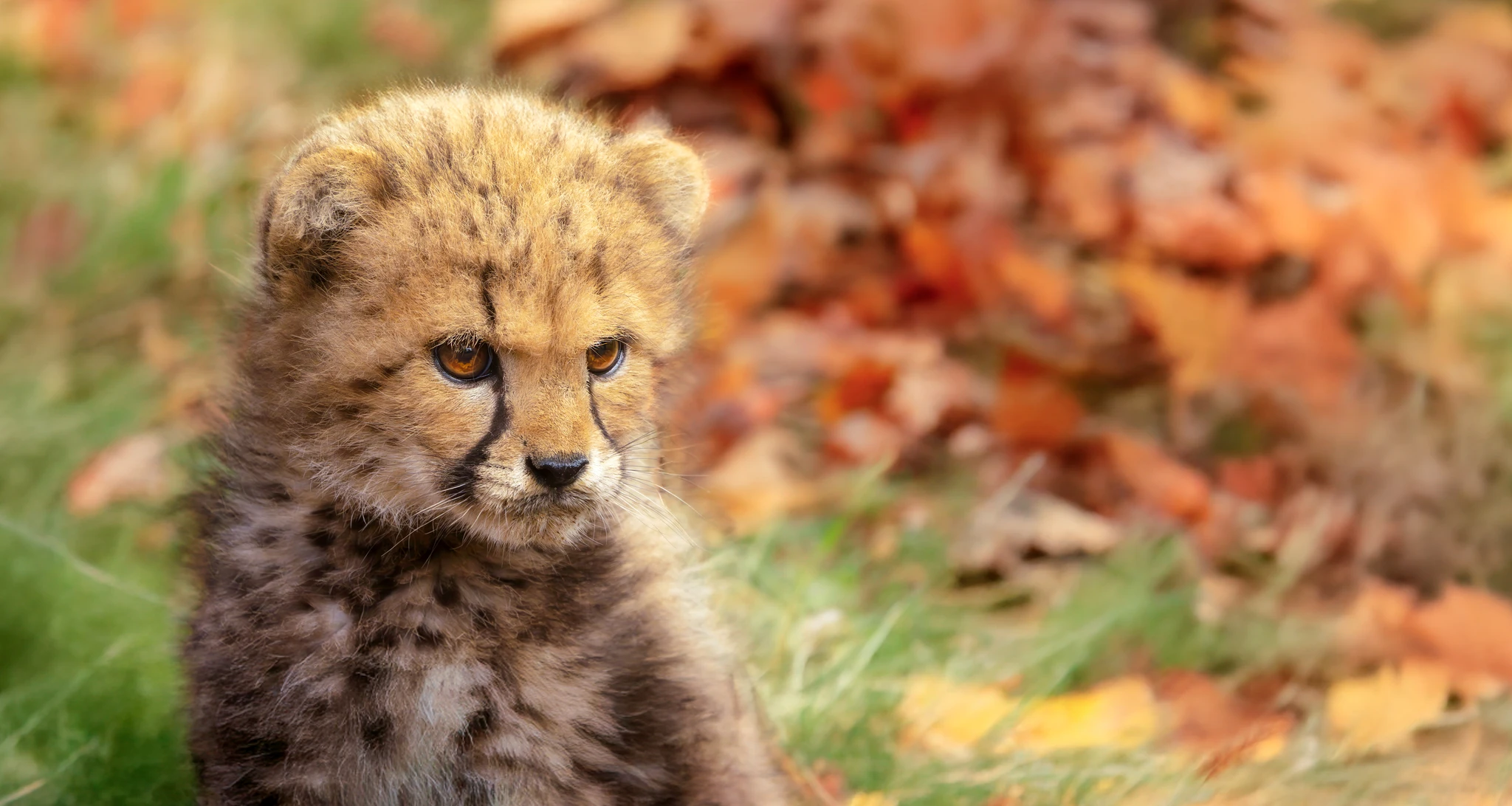 Herfst cheetahjong buiten tussen de bladeren in Safaripark Beekse Bergen