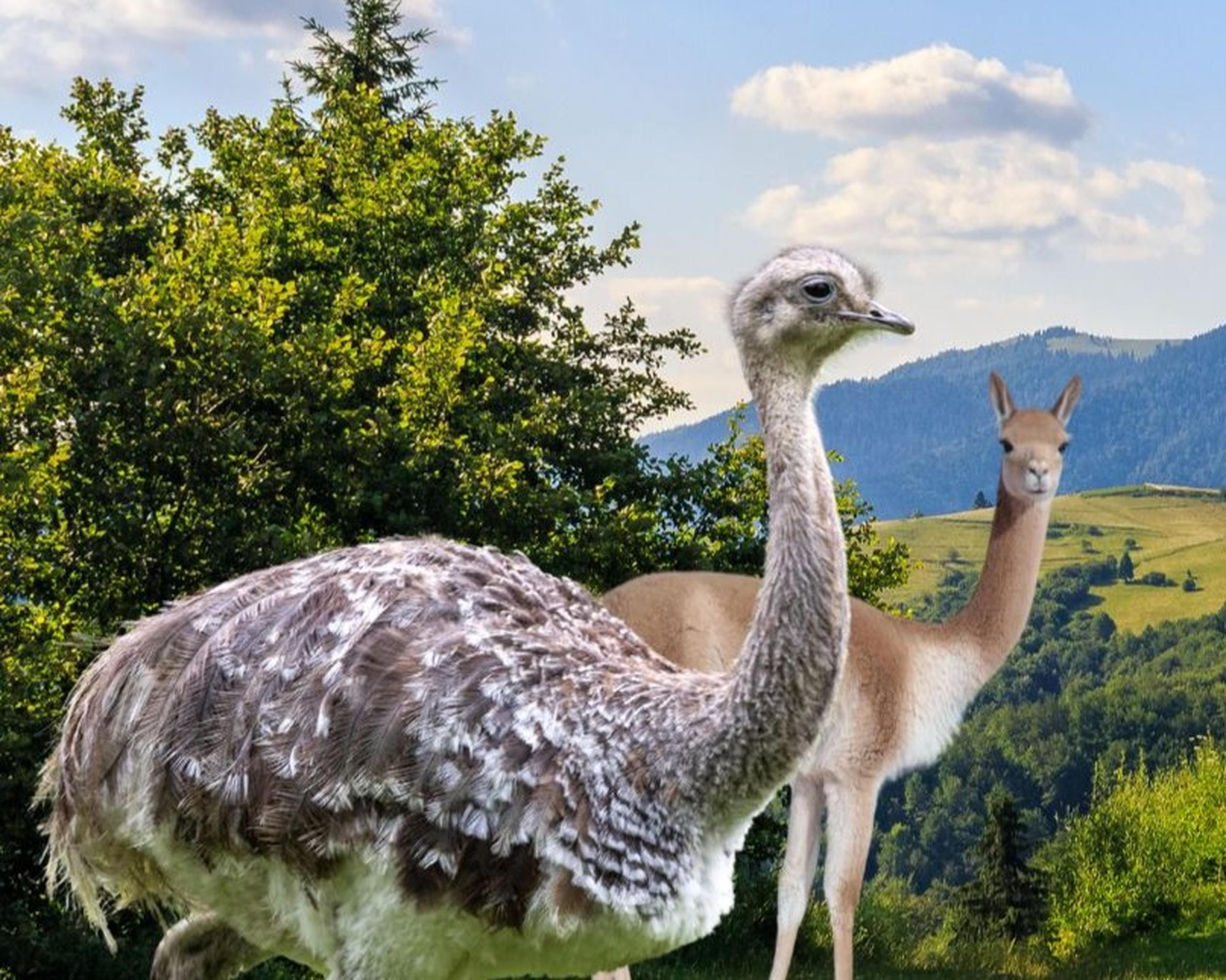 Concept mockup for mixed species grasslands pampa habitat at Paignton Zoo with rhea and vicuna