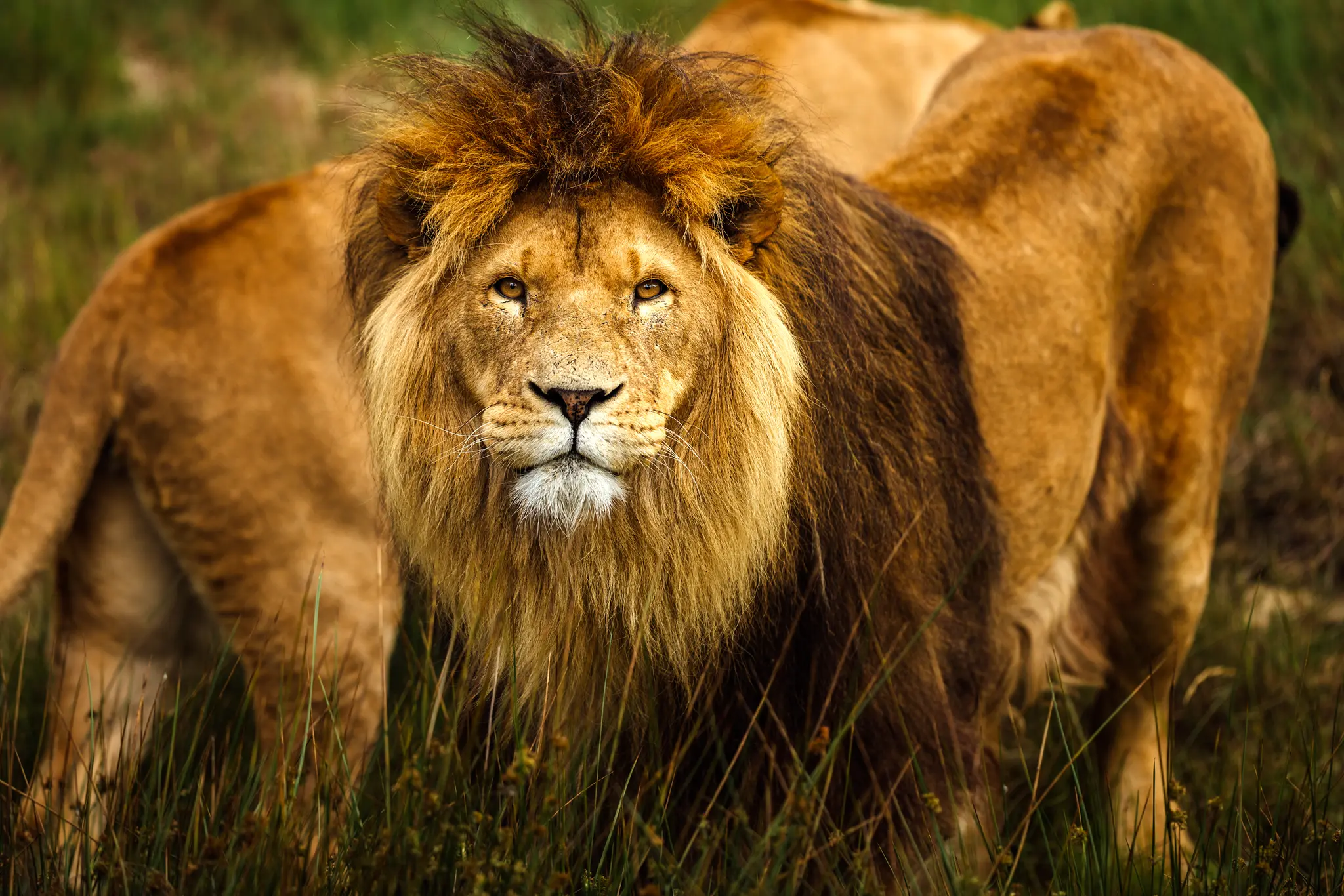 Zomercampagne leeuwen in Safaripark Beekse Bergen