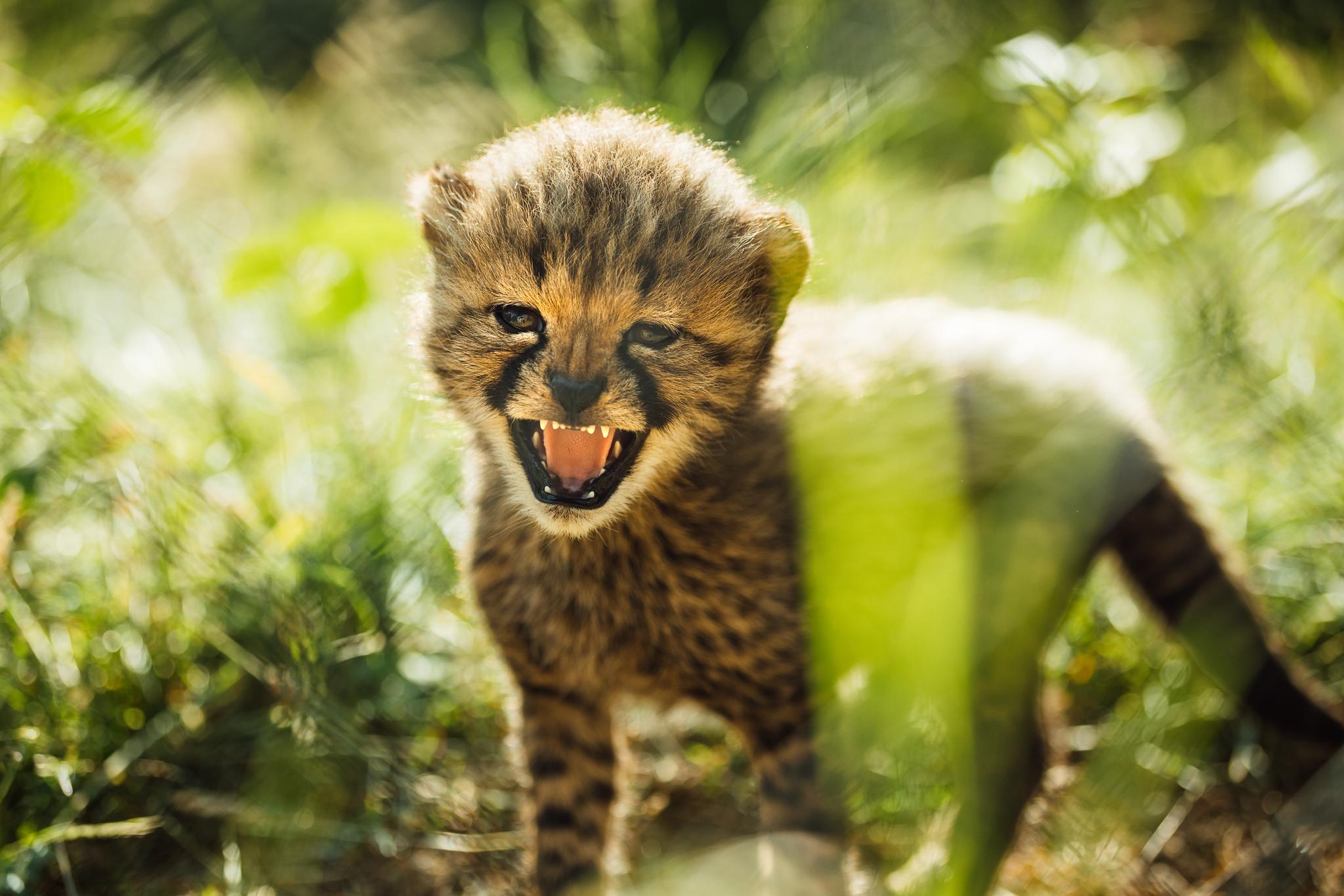 Cheeta welp in het gras de Wildste Zomer in Safaripark Beekse Bergen