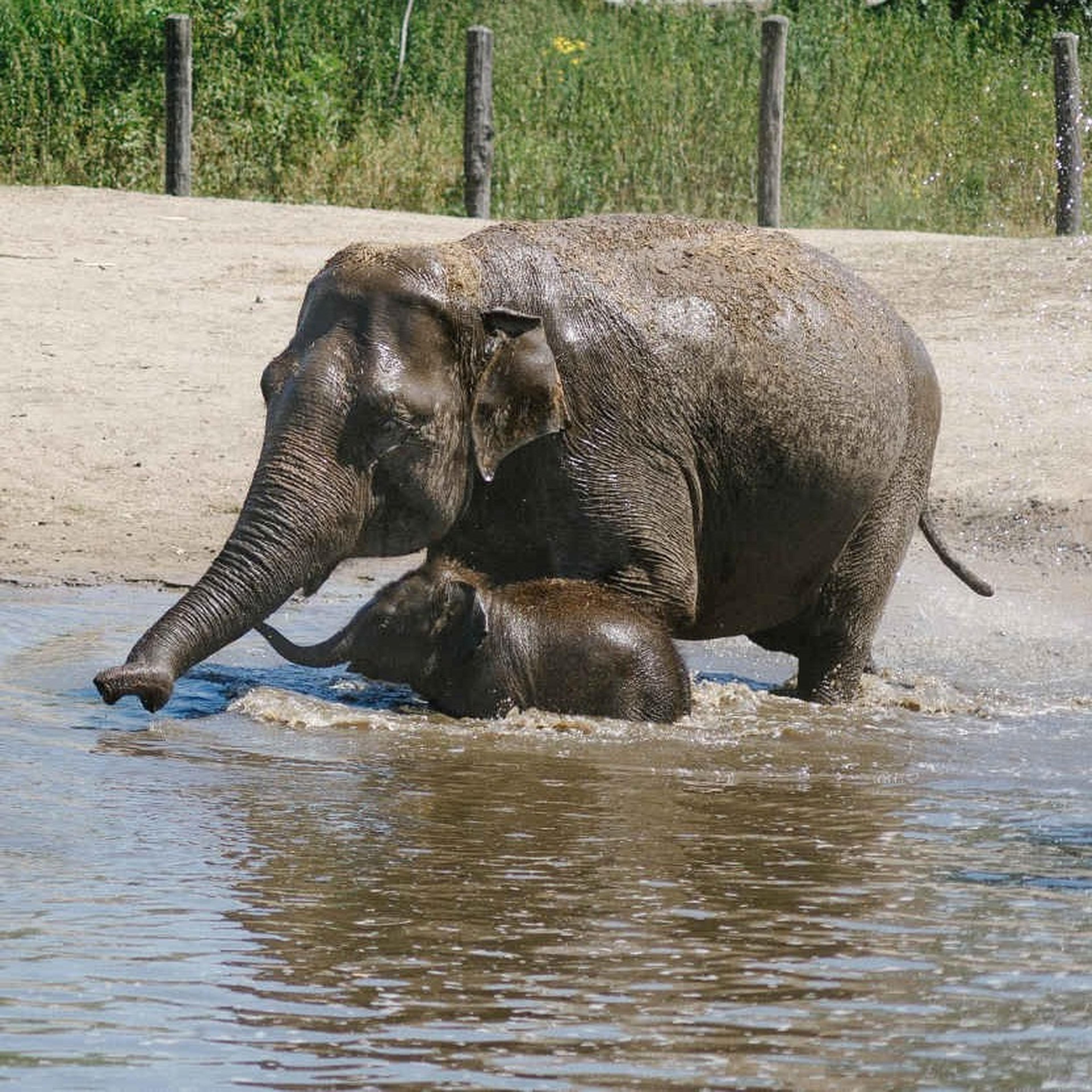 Een Aziatische olifant en haar jong spelen in het water bij Eindhoven Zoo.