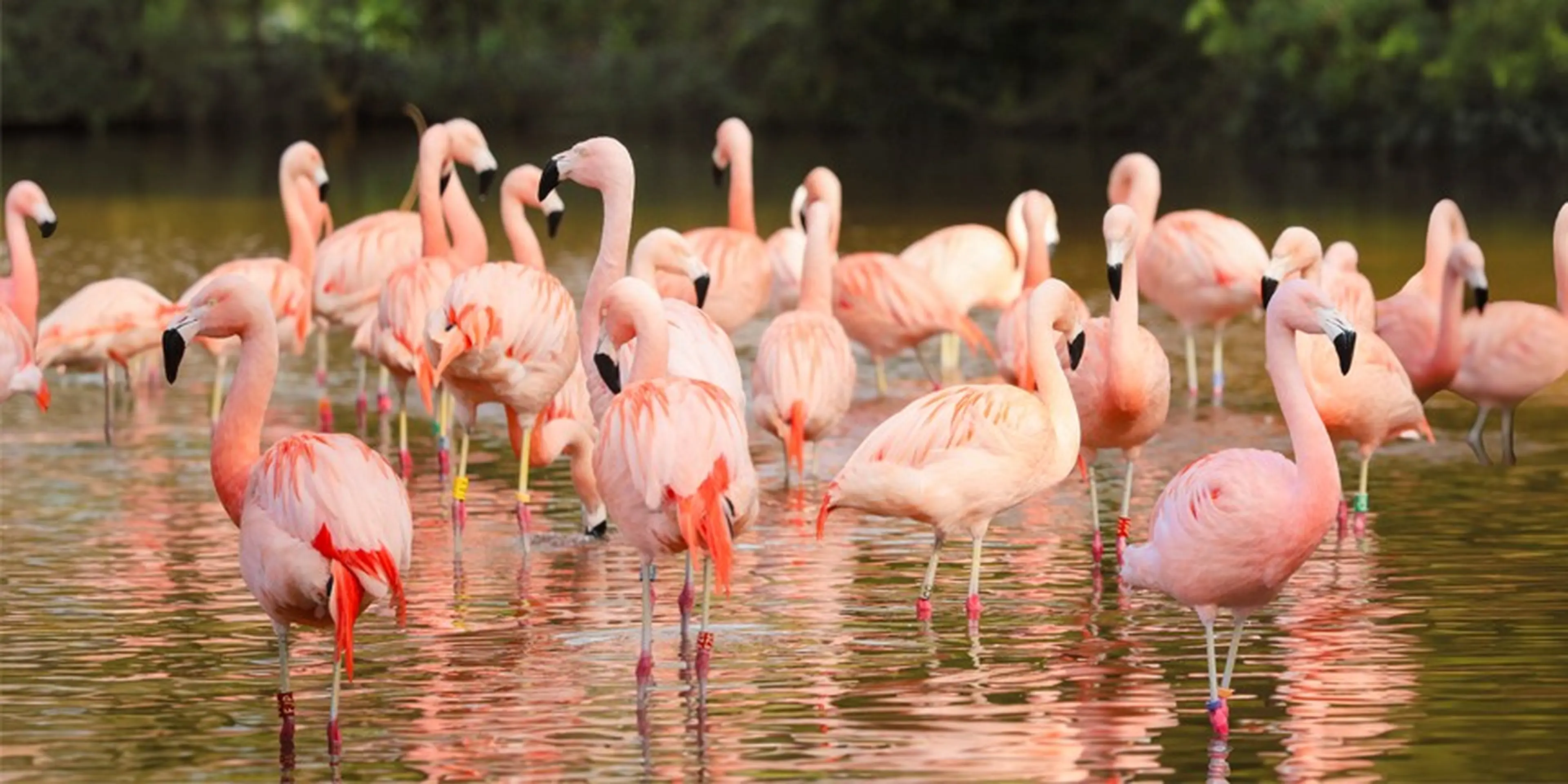 A flock of pink flamingos standing in shallow water with greenery in the background. Some have colored bands on their legs.