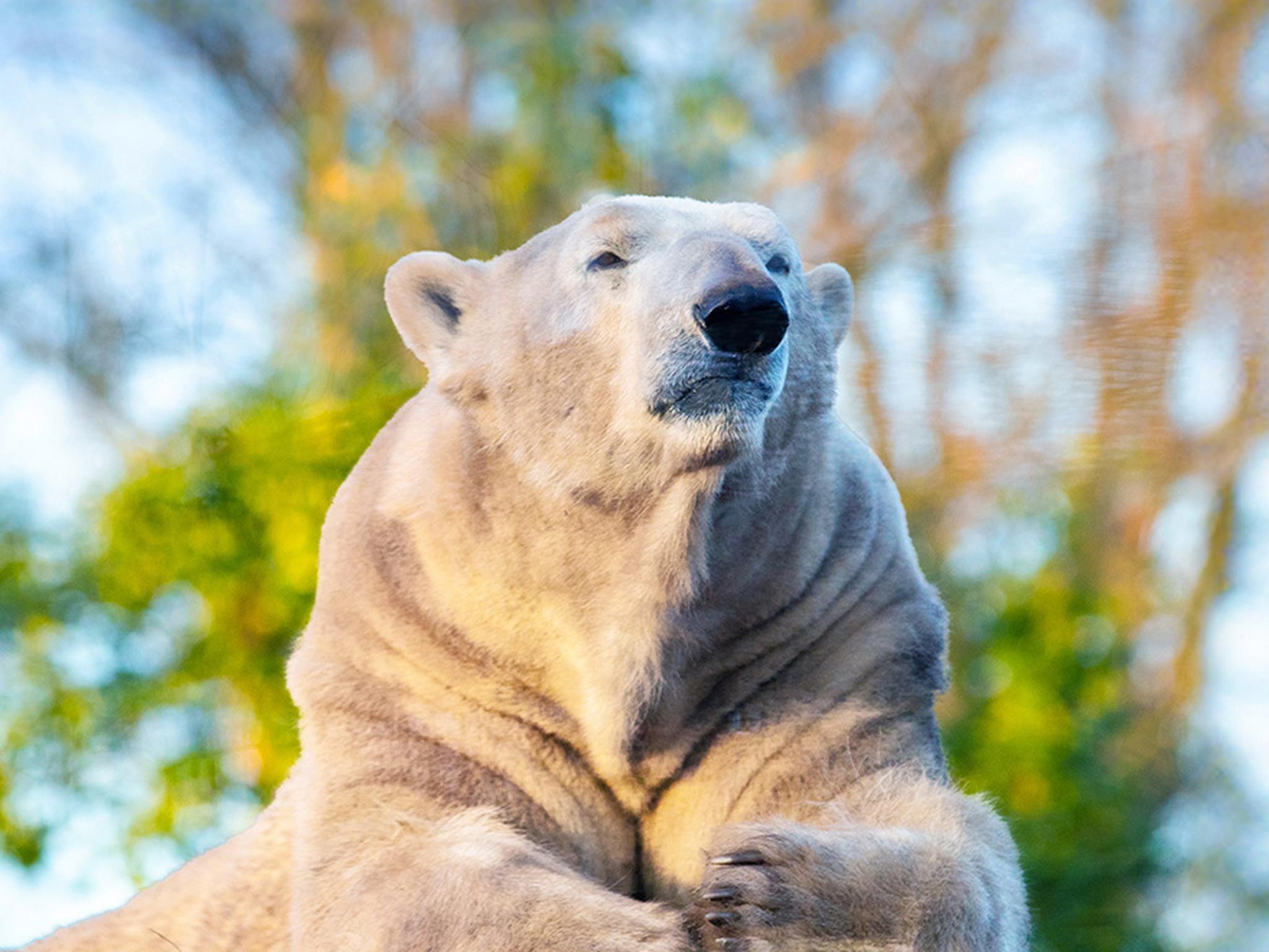 Een ijsbeer ligt op een steen bij Eindhoven Zoo.