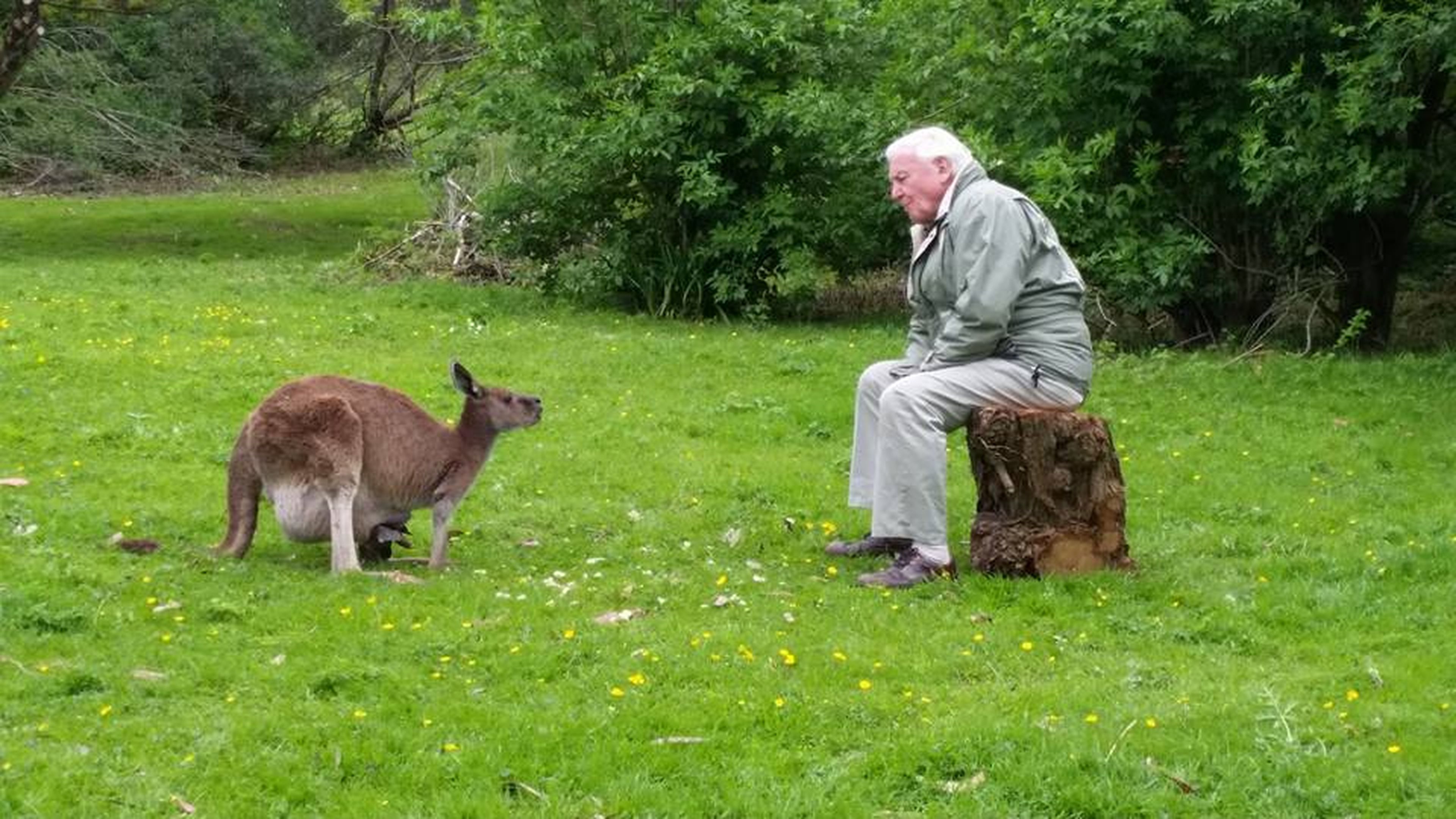 Sir David Attenborough sitting on a tree stump on a field looking at a wallaby with a joey in her pouch at Paignton Zoo