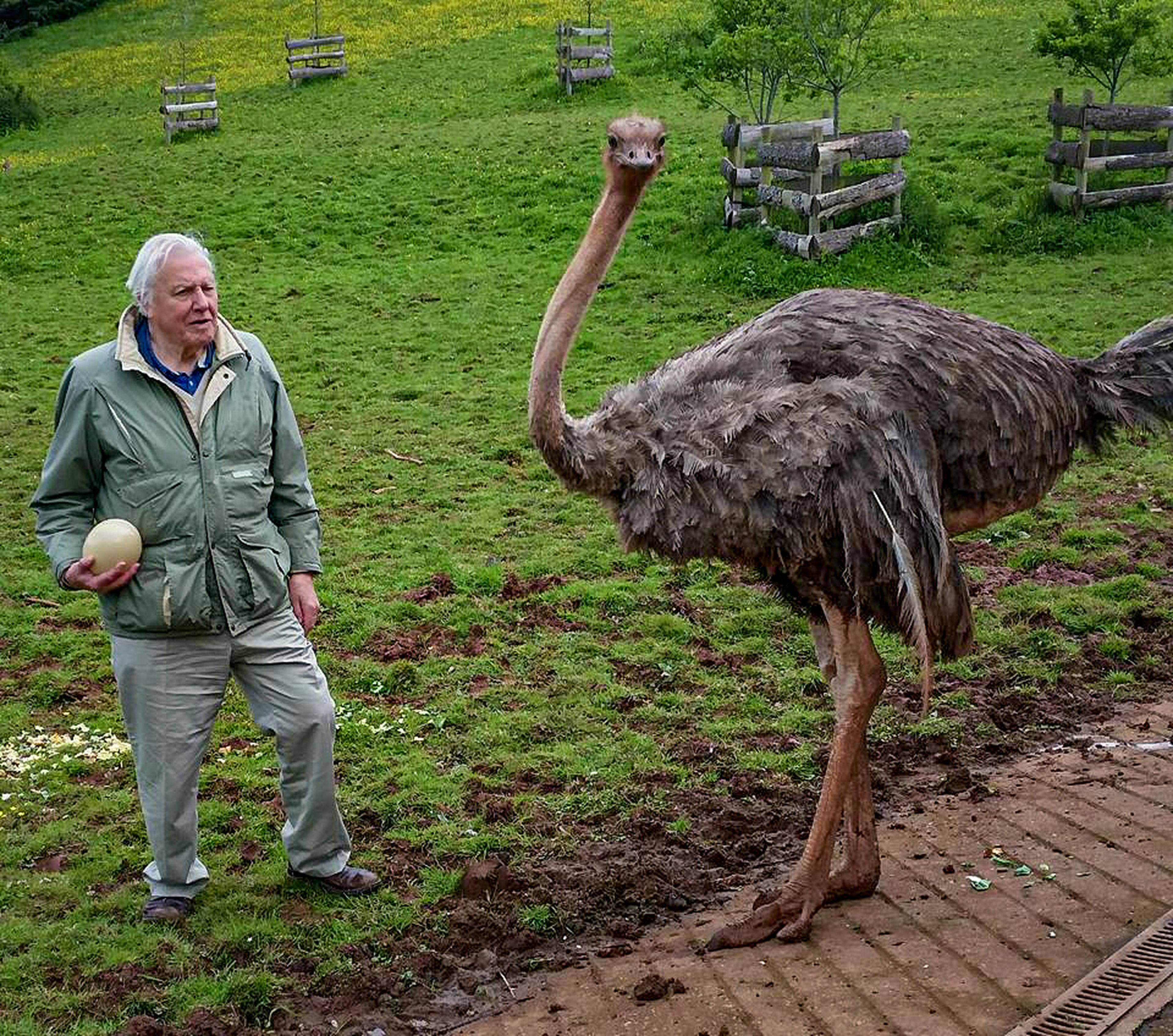 Sir David Attenborough with ostrich egg at Paignton Zoo