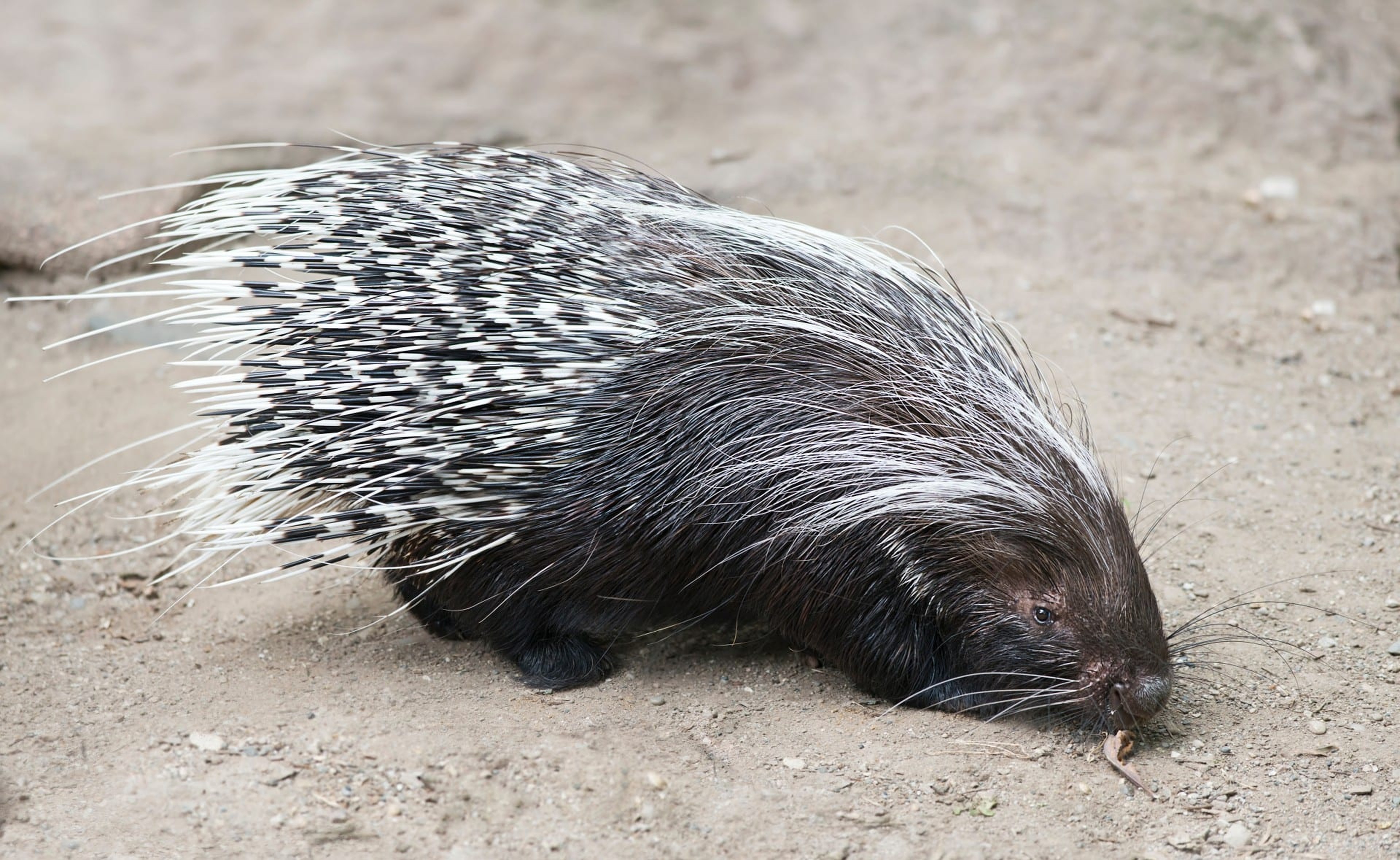 Een gewoon stekelvarken in Eindhoven Zoo