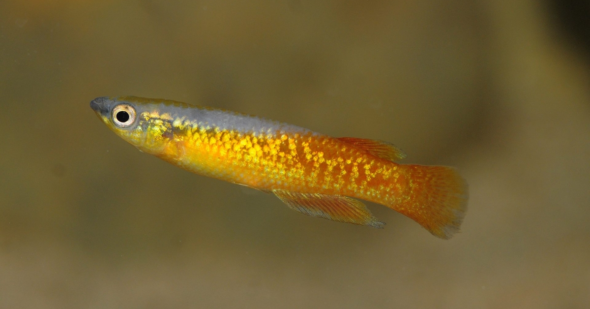 madagascar-tooth-carp-all-facts-aquazoo-leeuwarden
