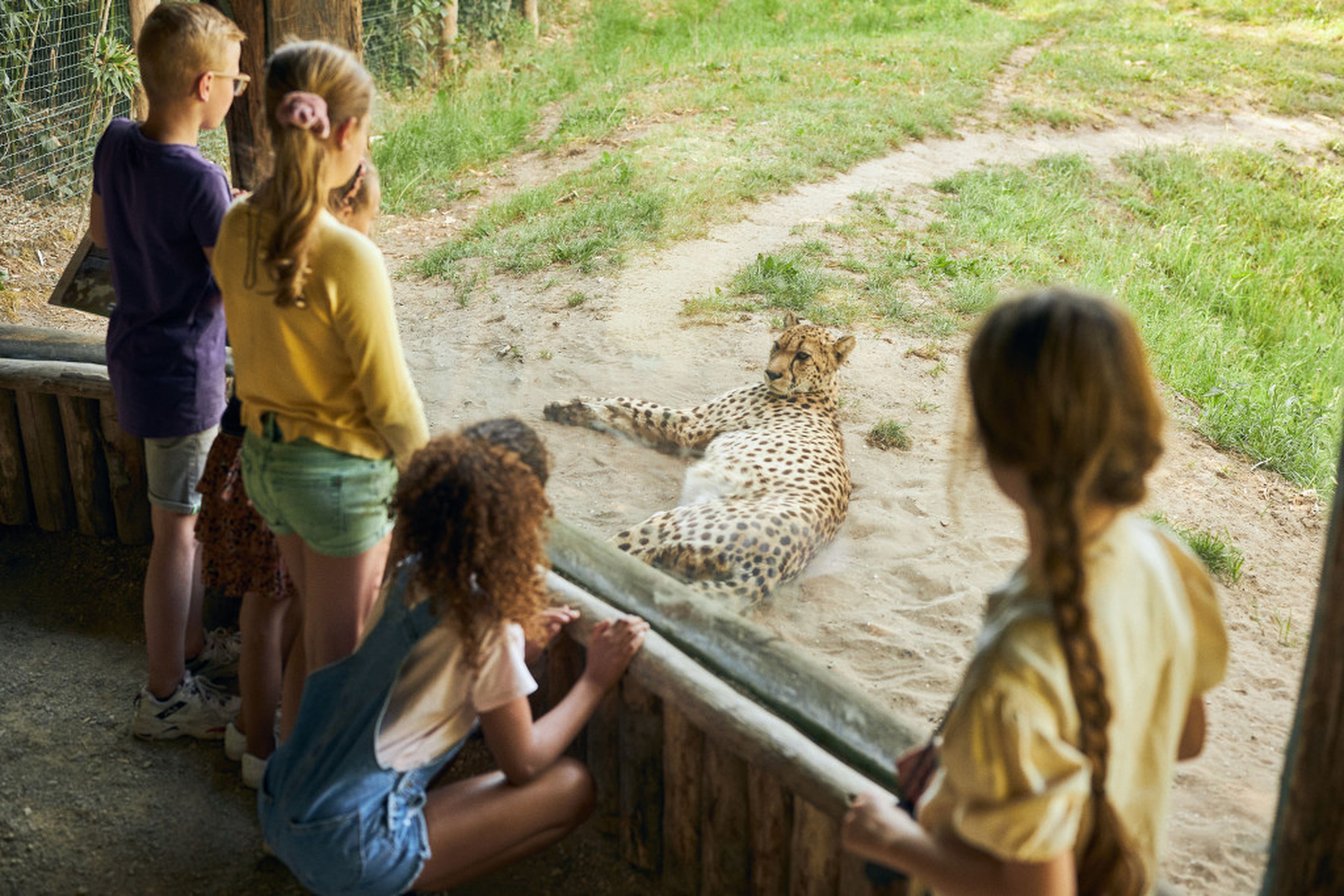 ZooParc Cheetah Kinderen