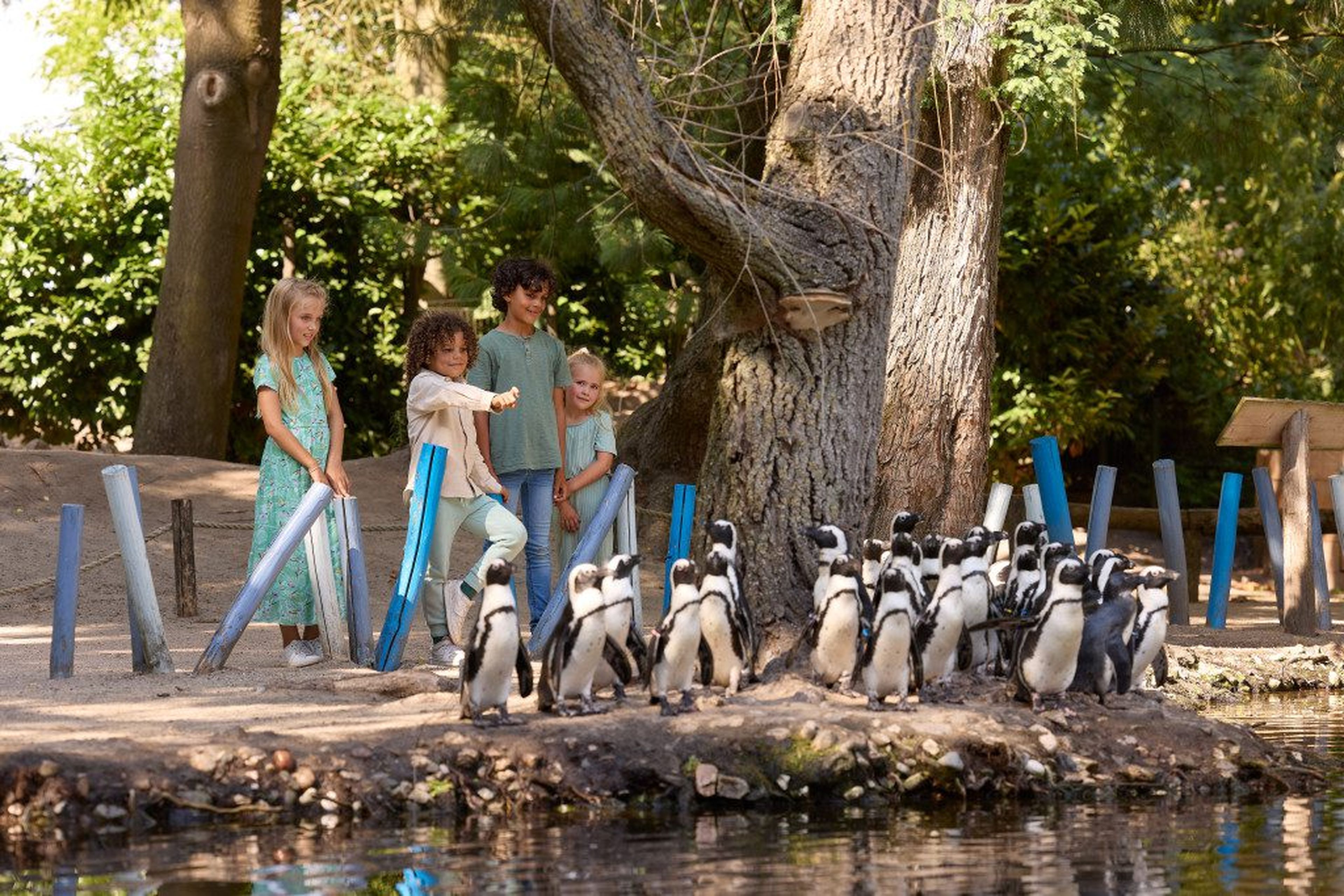 ZooParc pinguins kinderen wijzen
